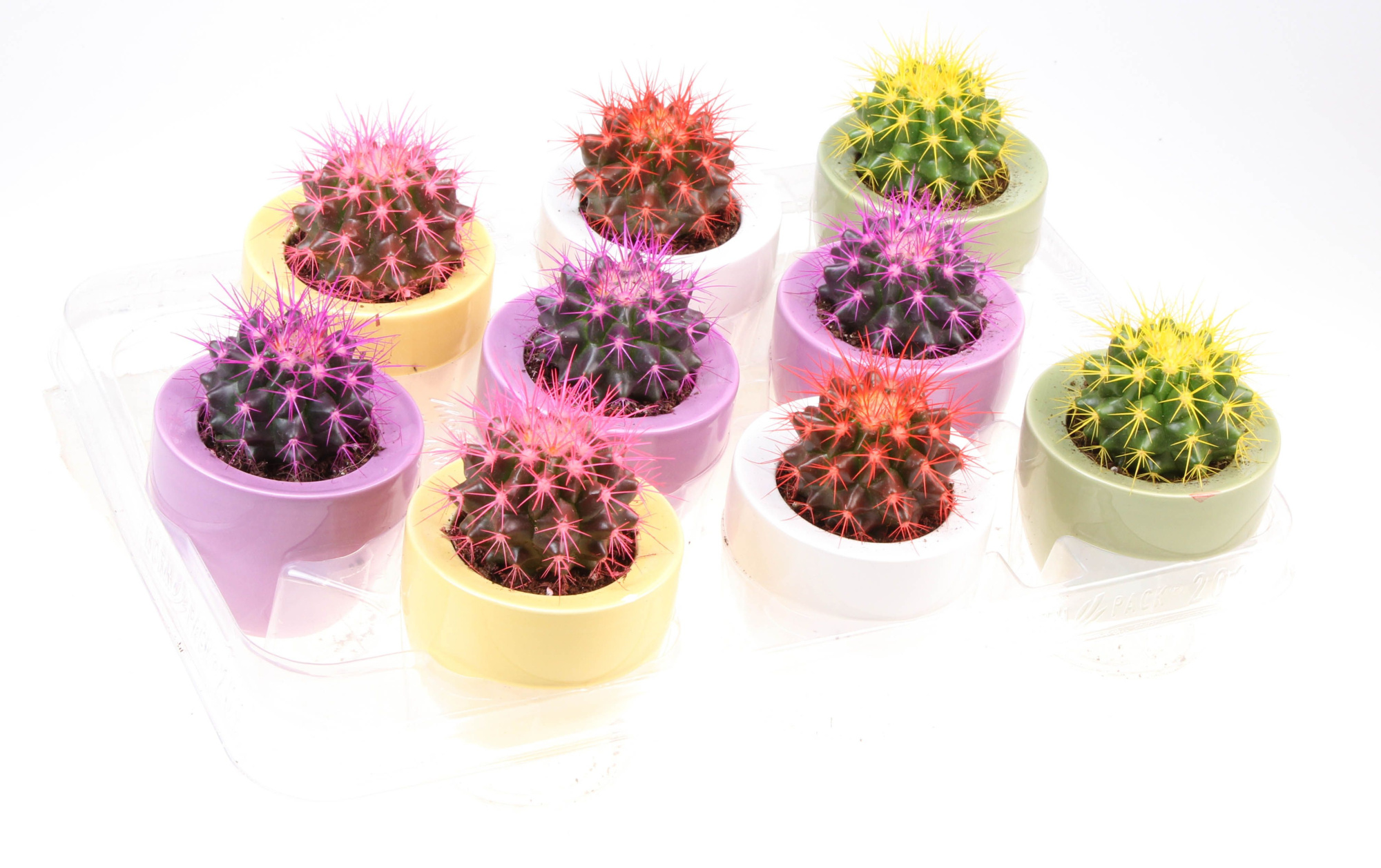 Grusonii rainbow ufo pot, D 8