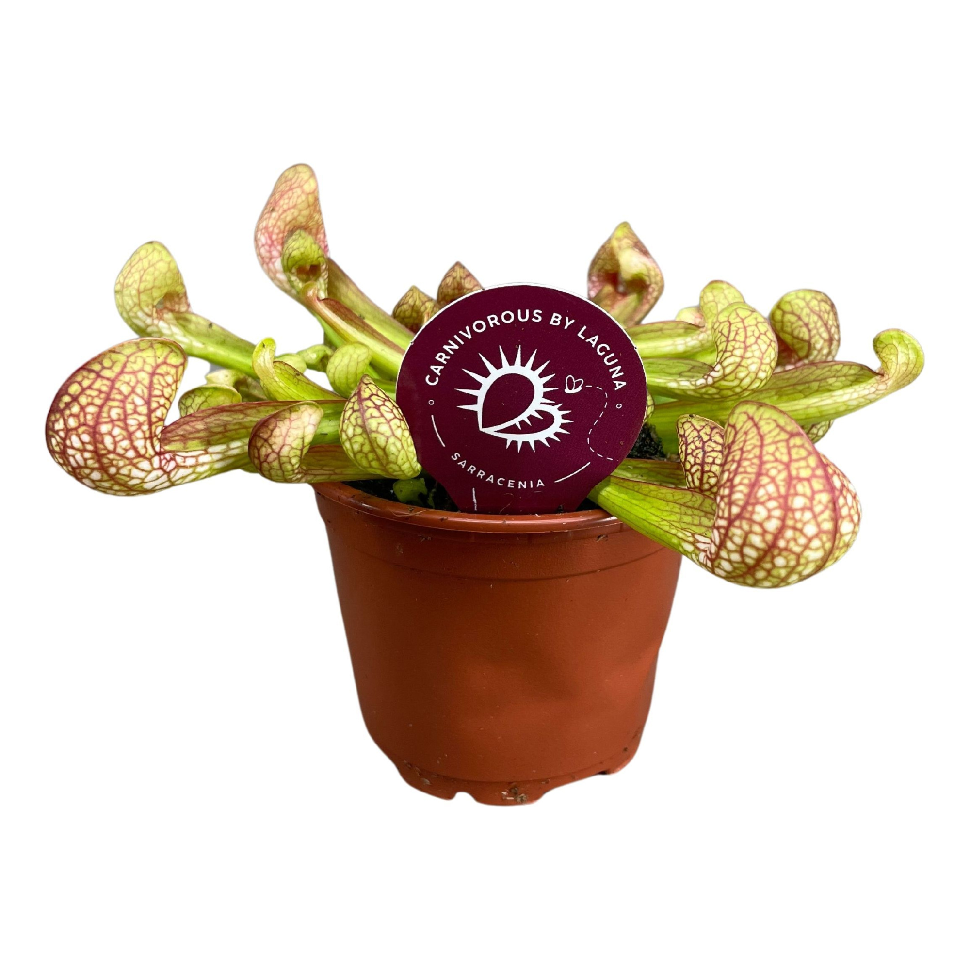 Sarracenia Psittachina 8,5 cm, D 8,5