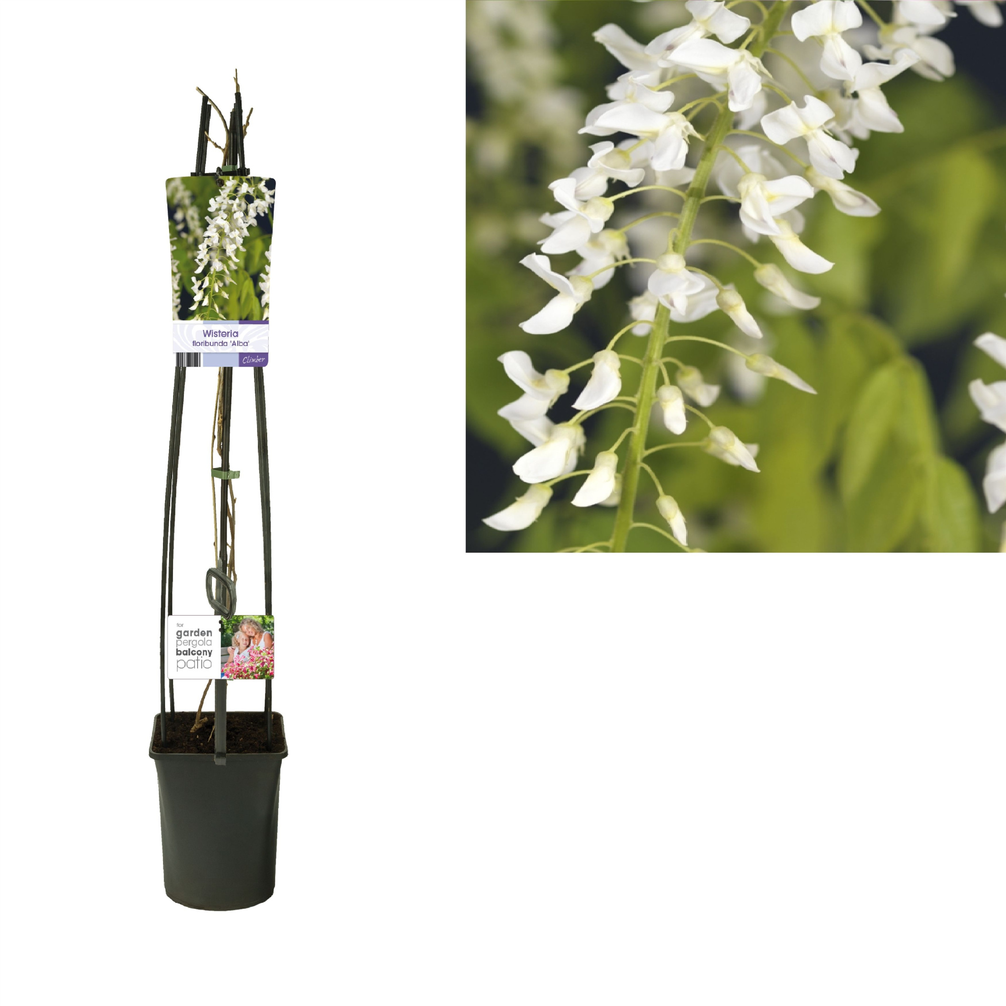 Wisteria floribunda 'Alba' +light label, D 23