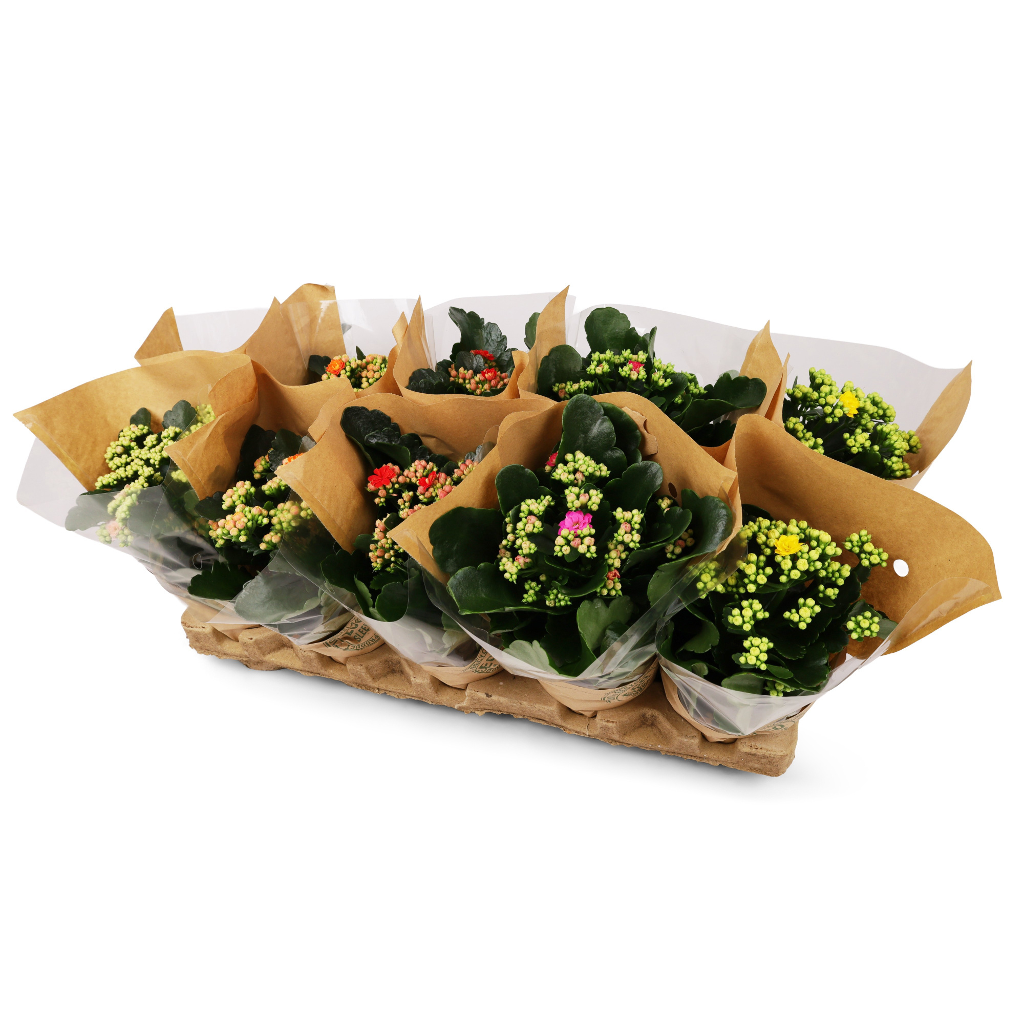 Kalanchoë Perfecta Mix 5KL ECO, D 12