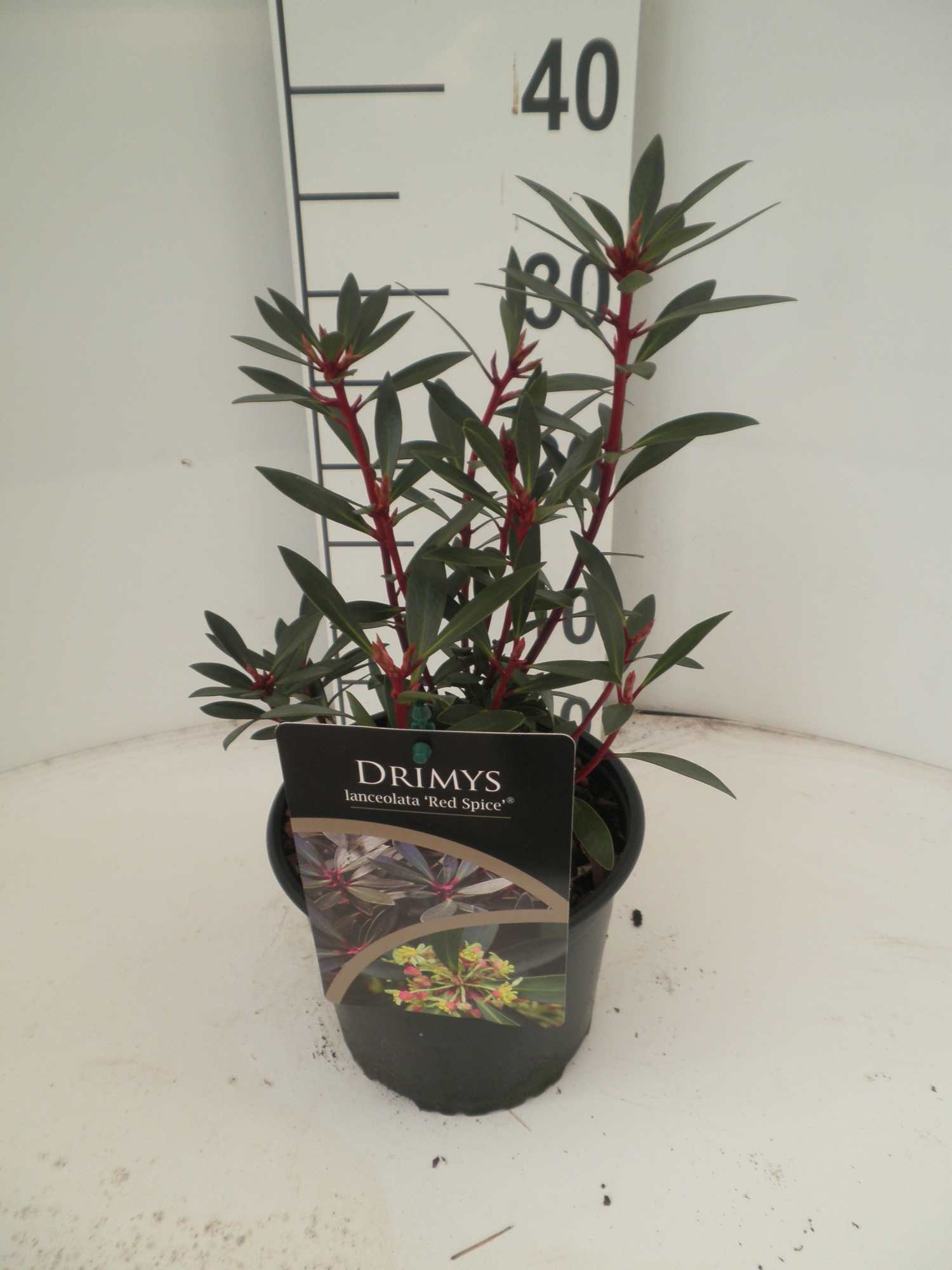 Drimys lanceolata Red Spice, D 17