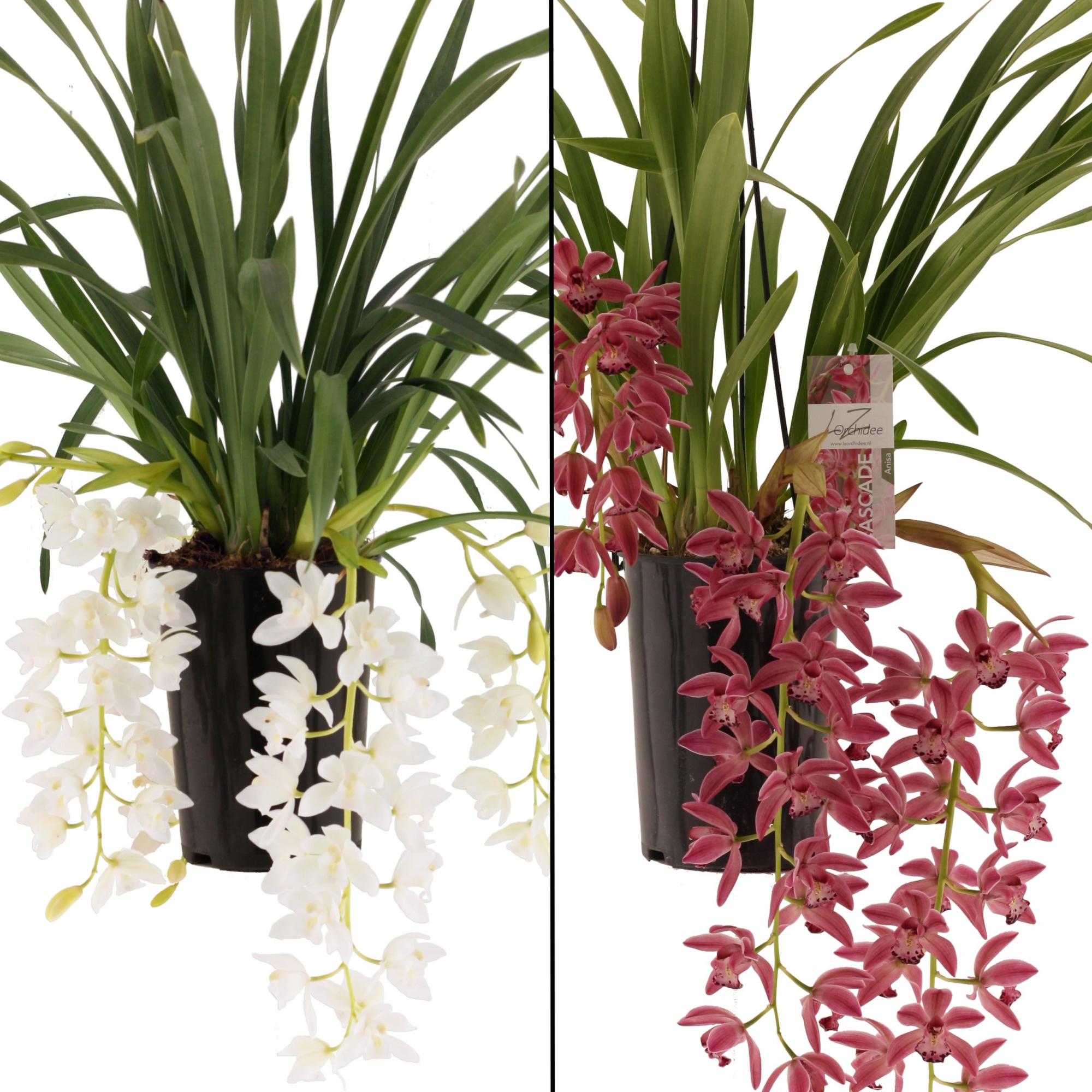 love mix 3-6 takken (rose en wit mix), D 14