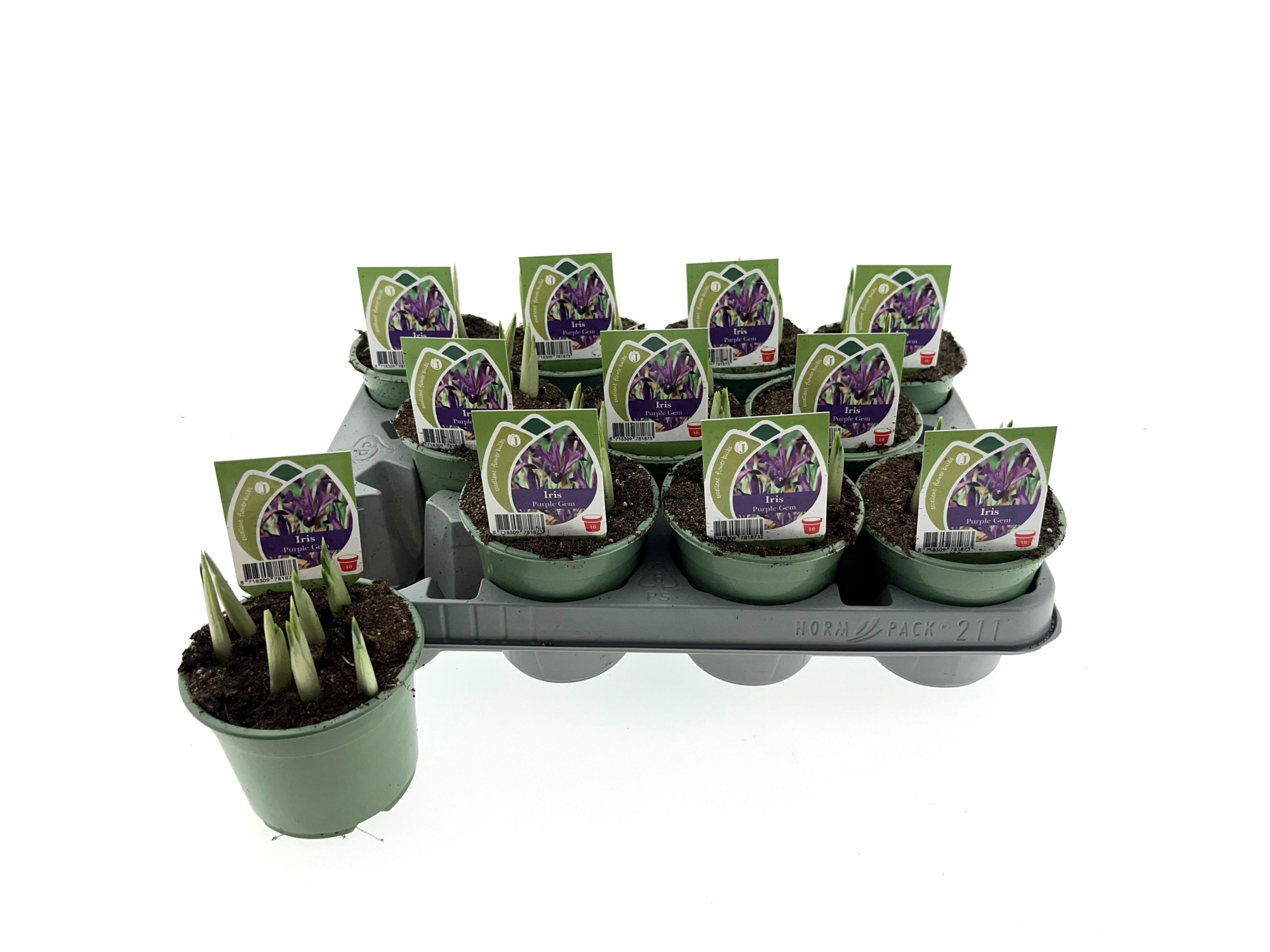 Iris Purple Gem 10 cm, D 10