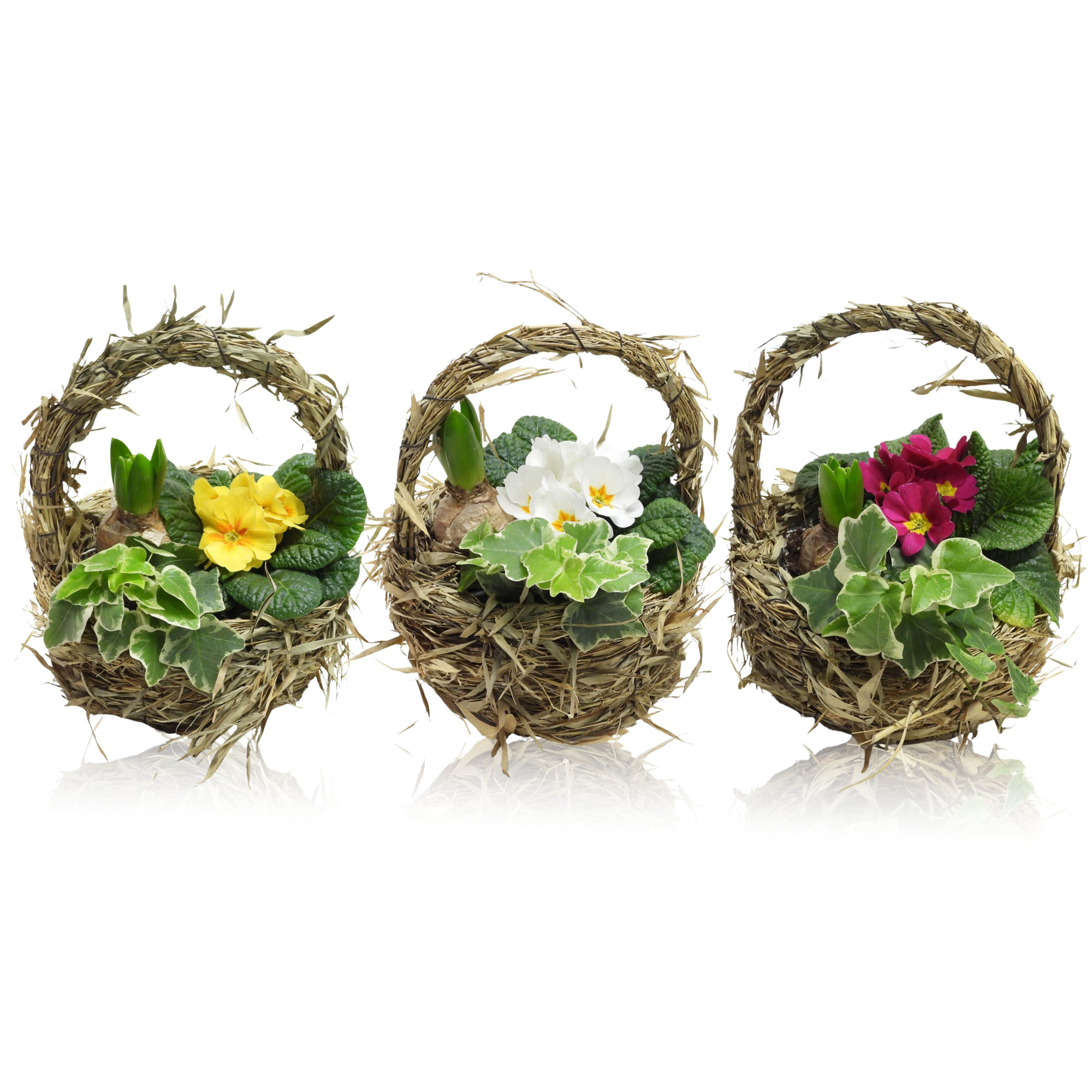 Early Spring Specials Arrangement Hyacint Mand Met Hengsel 20 cm, D 20