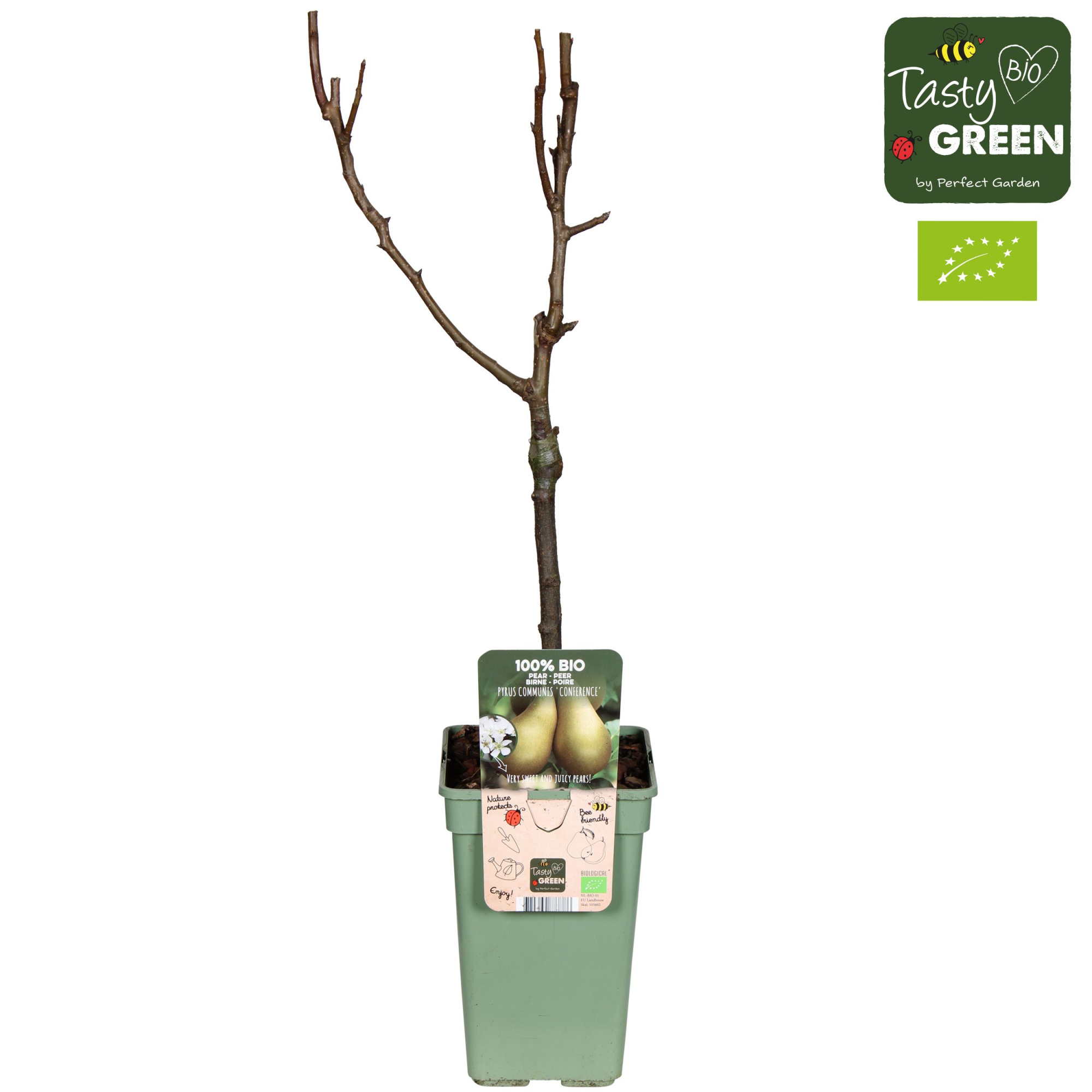 Pyrus communis 'Conference' Bio P19, D 19