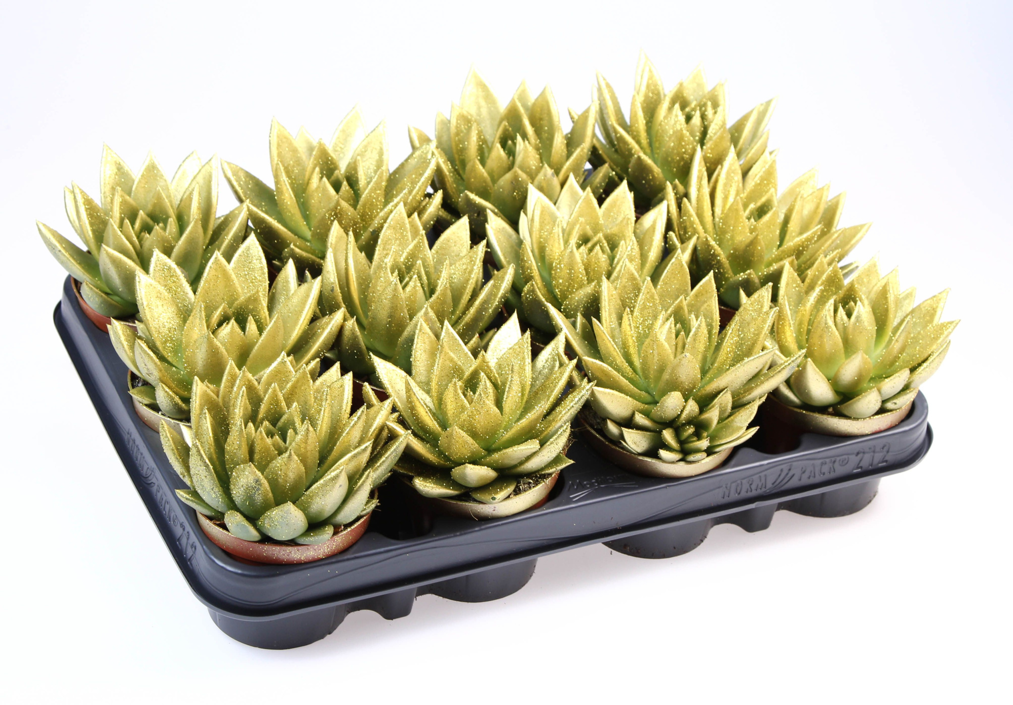 Miranda goud + bio glitter, D 8,5