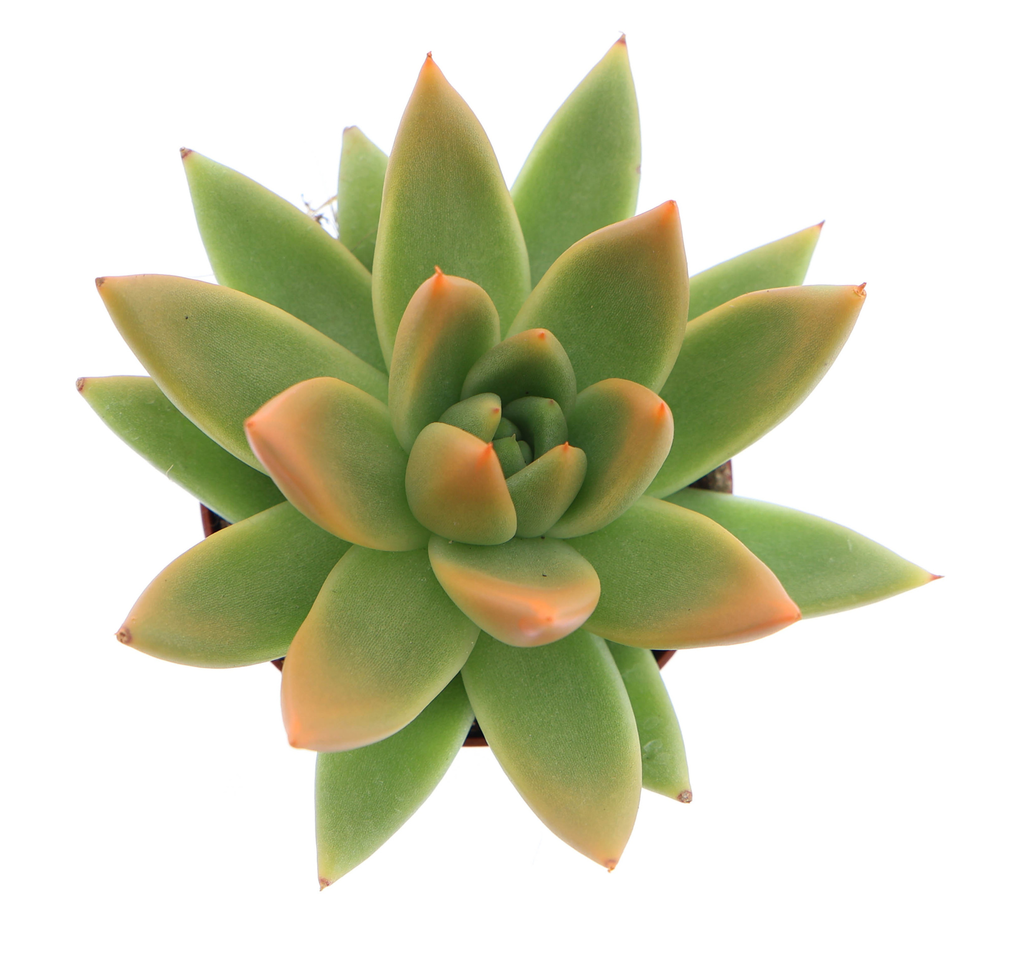 Miranda tips orange, D 6