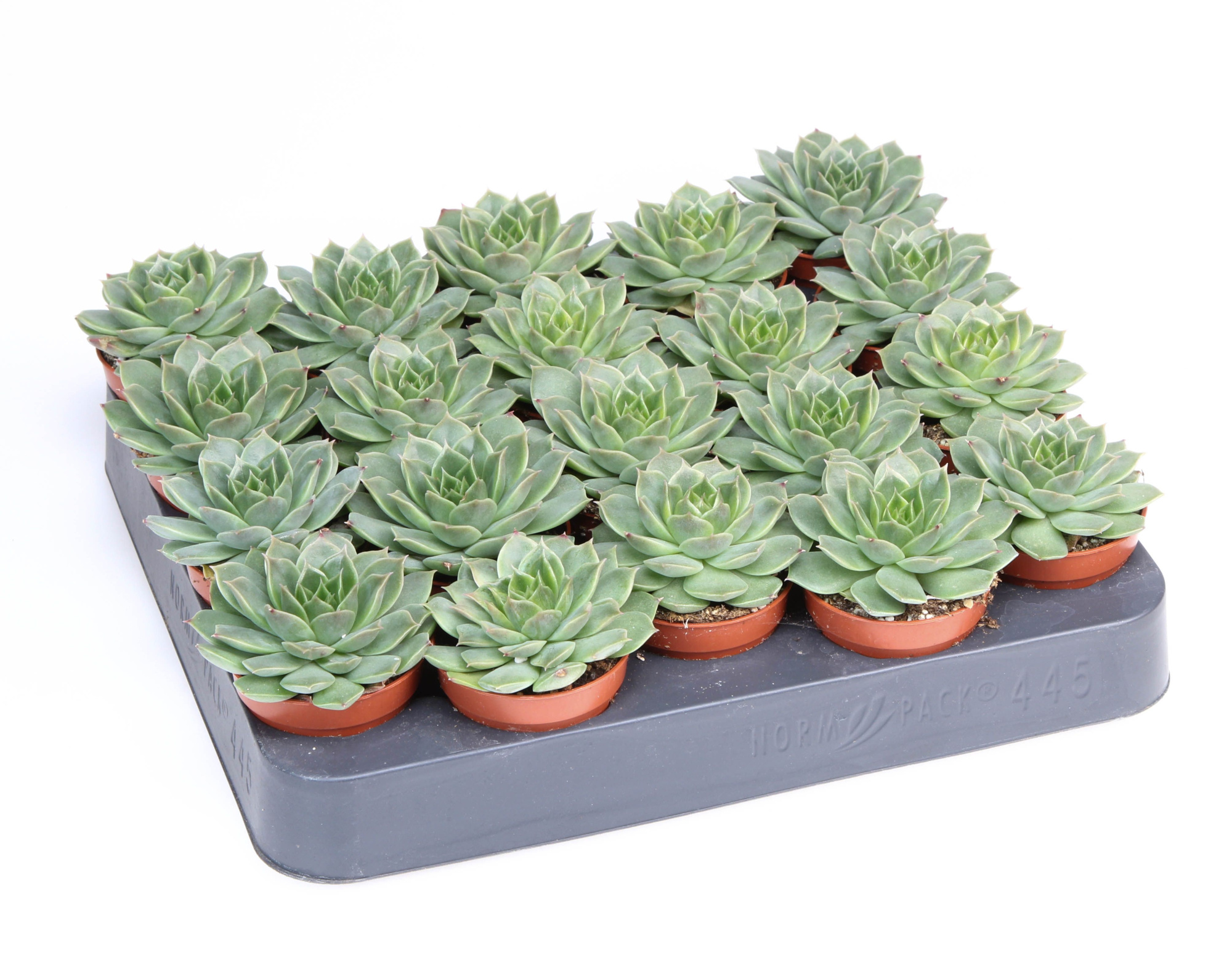 Echeveria miranda flat, D 5,5