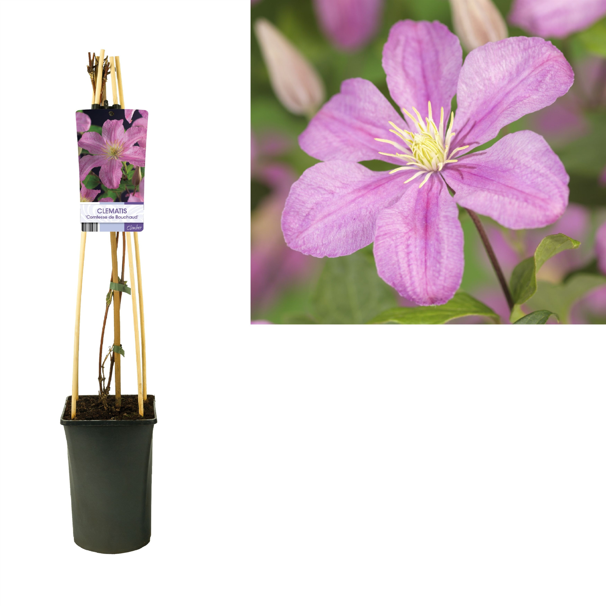 Clematis 'Comtesse de Bouchaud' +light label, D 17