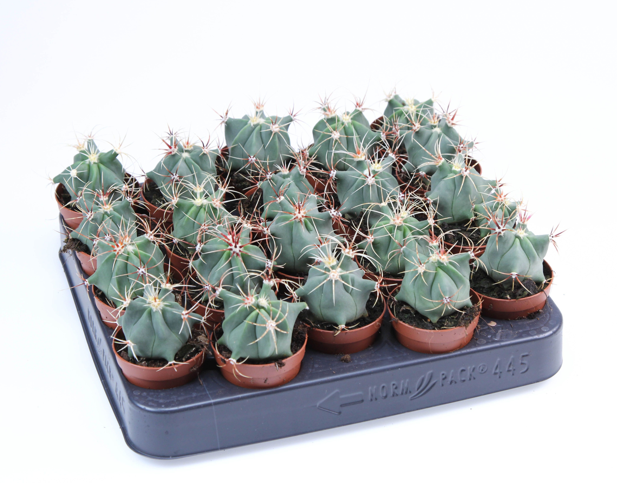 Ferocactus Electracanthus E, D 5,5