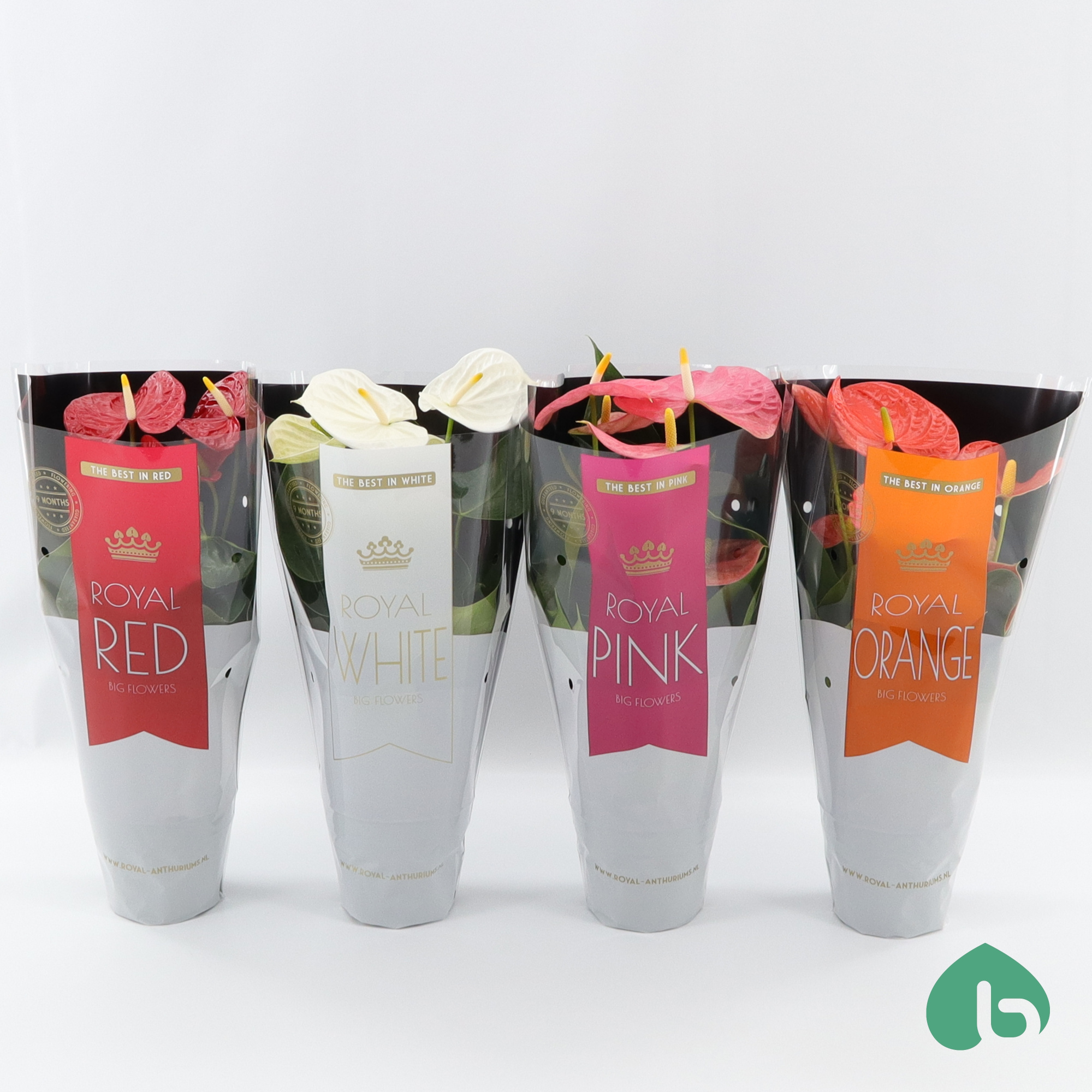 Anthurium Royal Mix ''Big Flowers'' 3/4 Colors, D 14