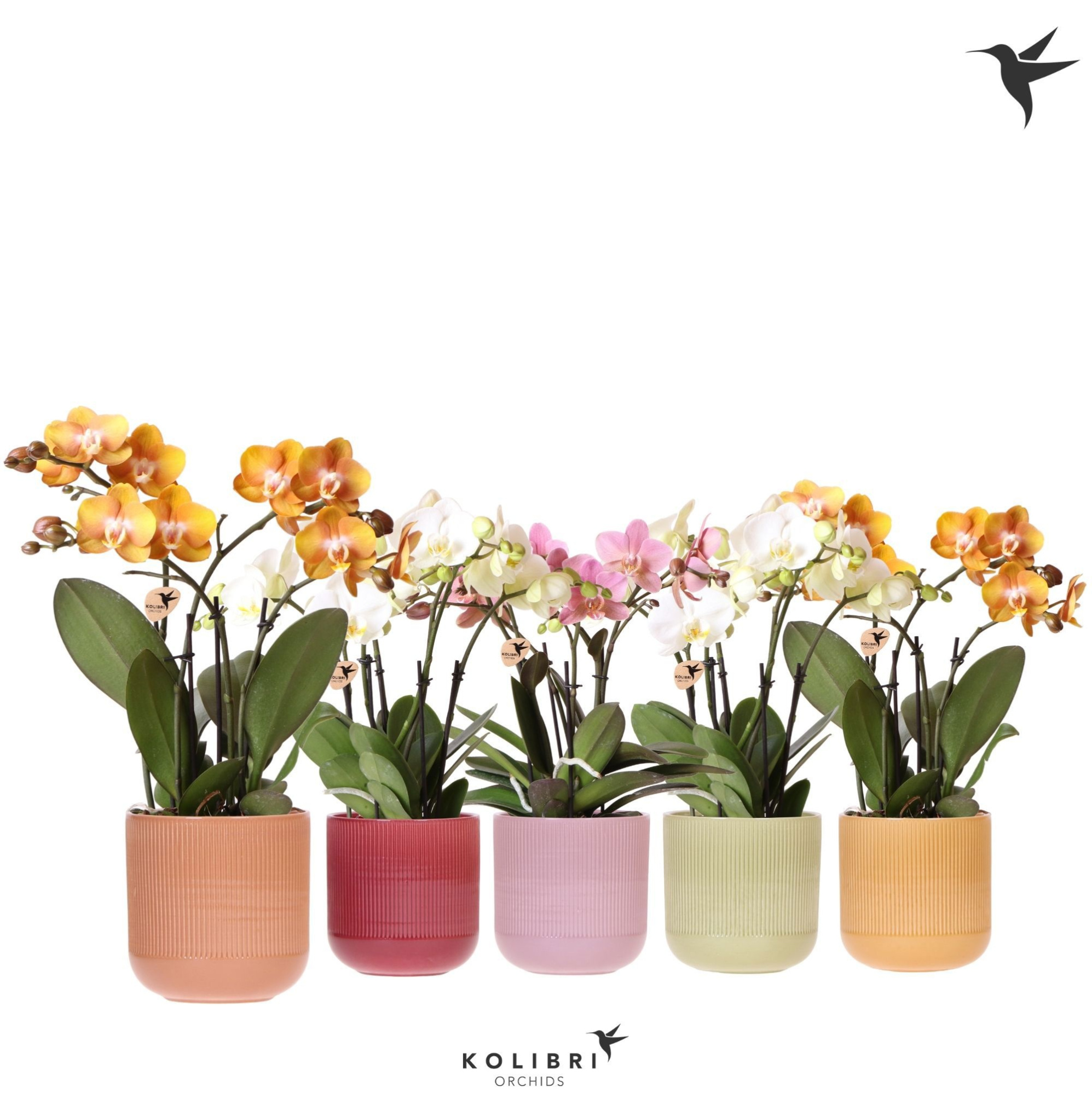 Kolibri Orchids Phalaenopsis Jewel mix 4 spike in Flare pot mix, D 12