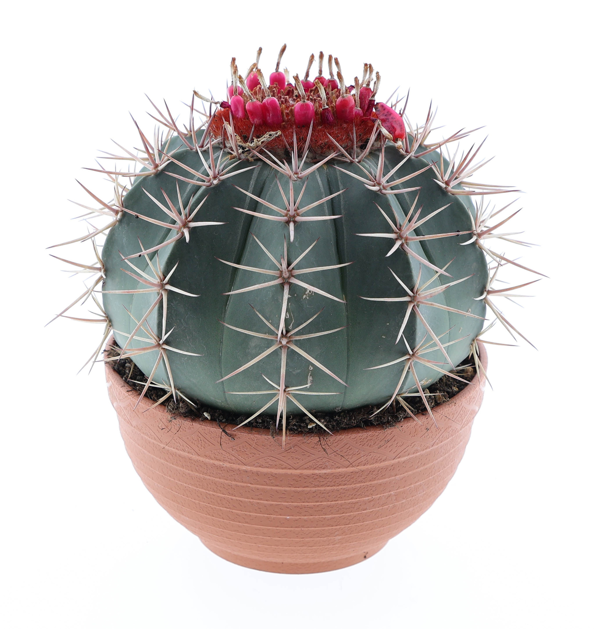 Melocactus bahienis, D 17