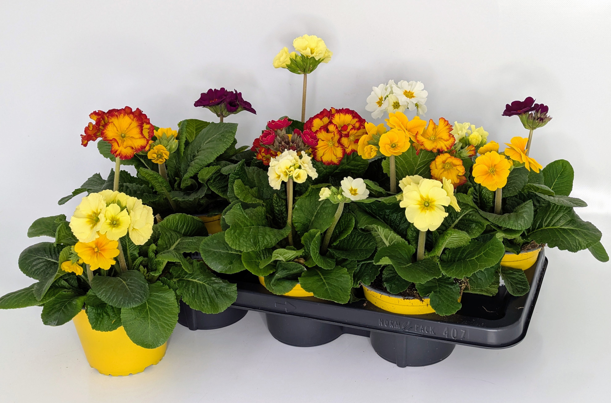 Primula Sibel Trio T14, D 14