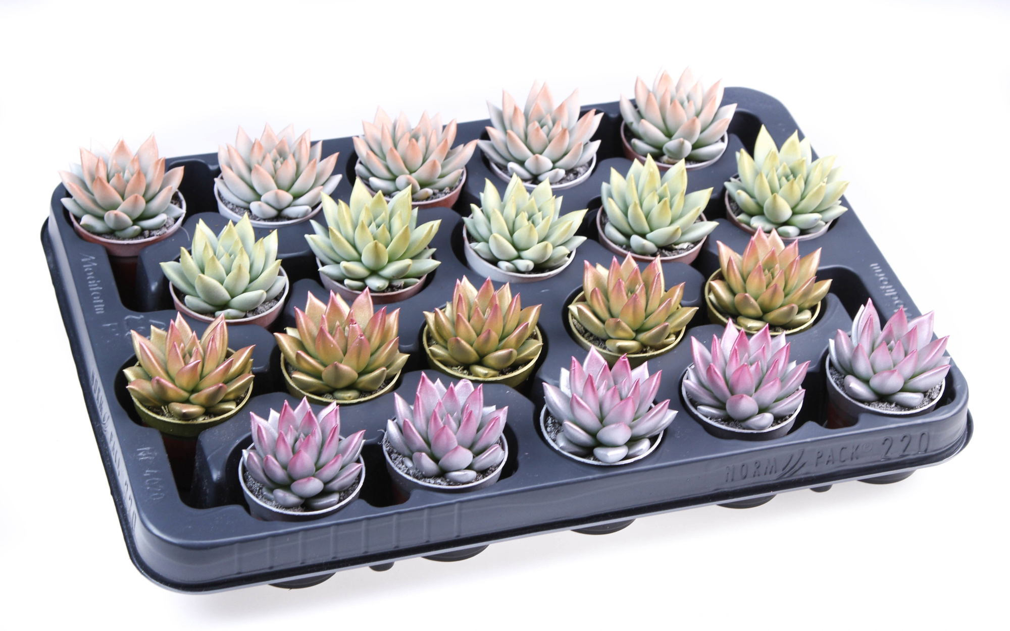 2 colors kerstmix, D 5,5