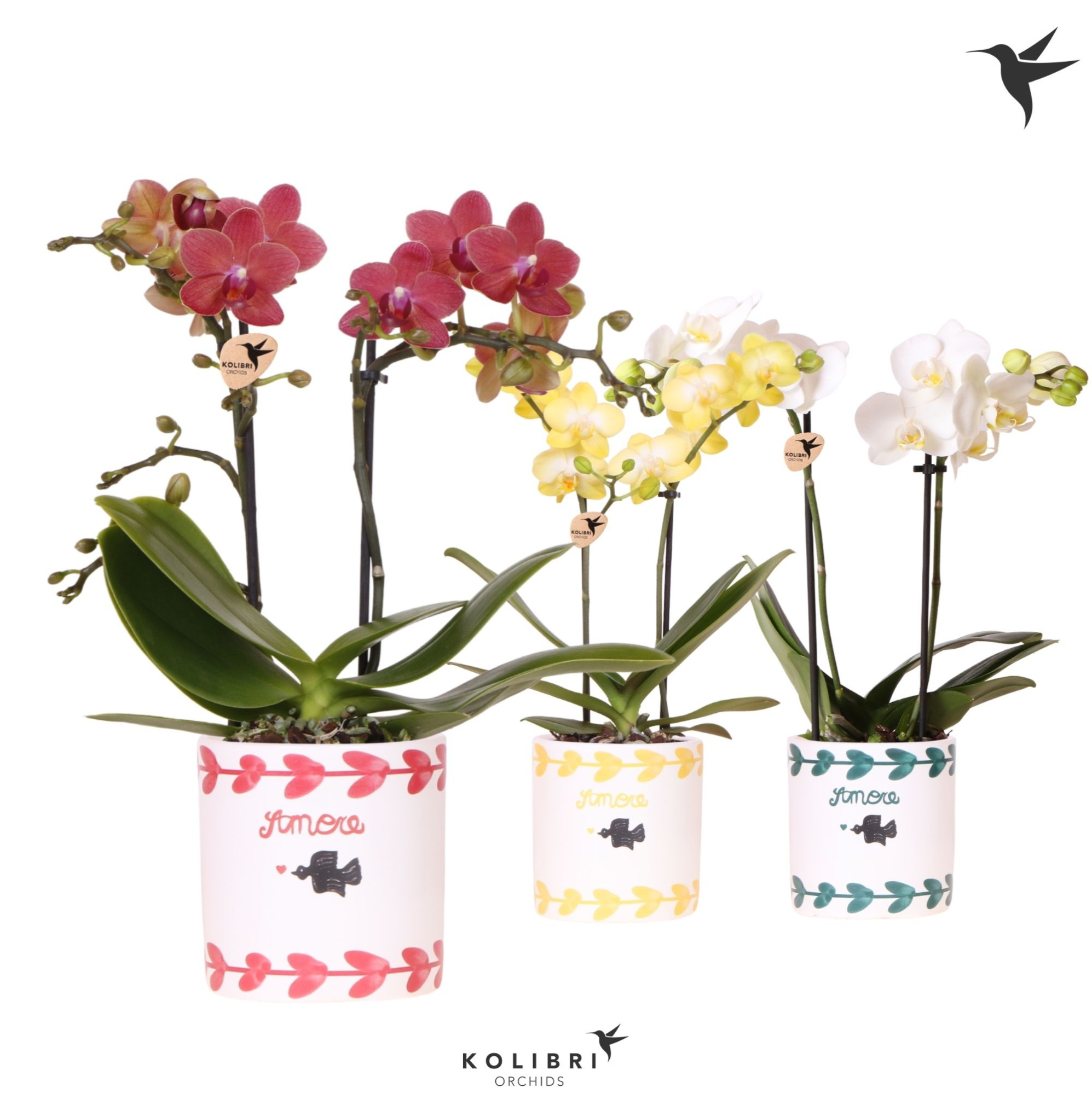Kolibri Orchids Phalaenopsis mix 2 spike in Amore pot mix, D 9