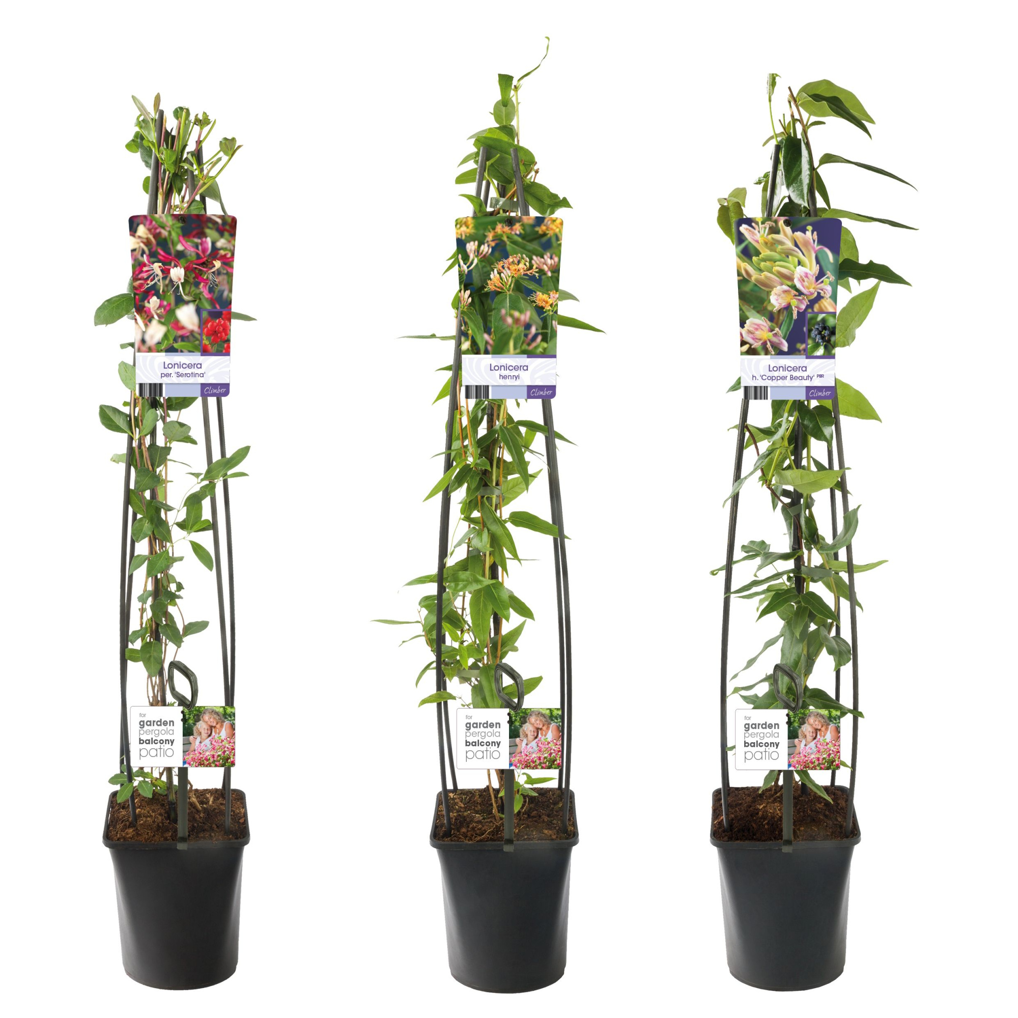 Mixtray Lonicera +light label, D 23