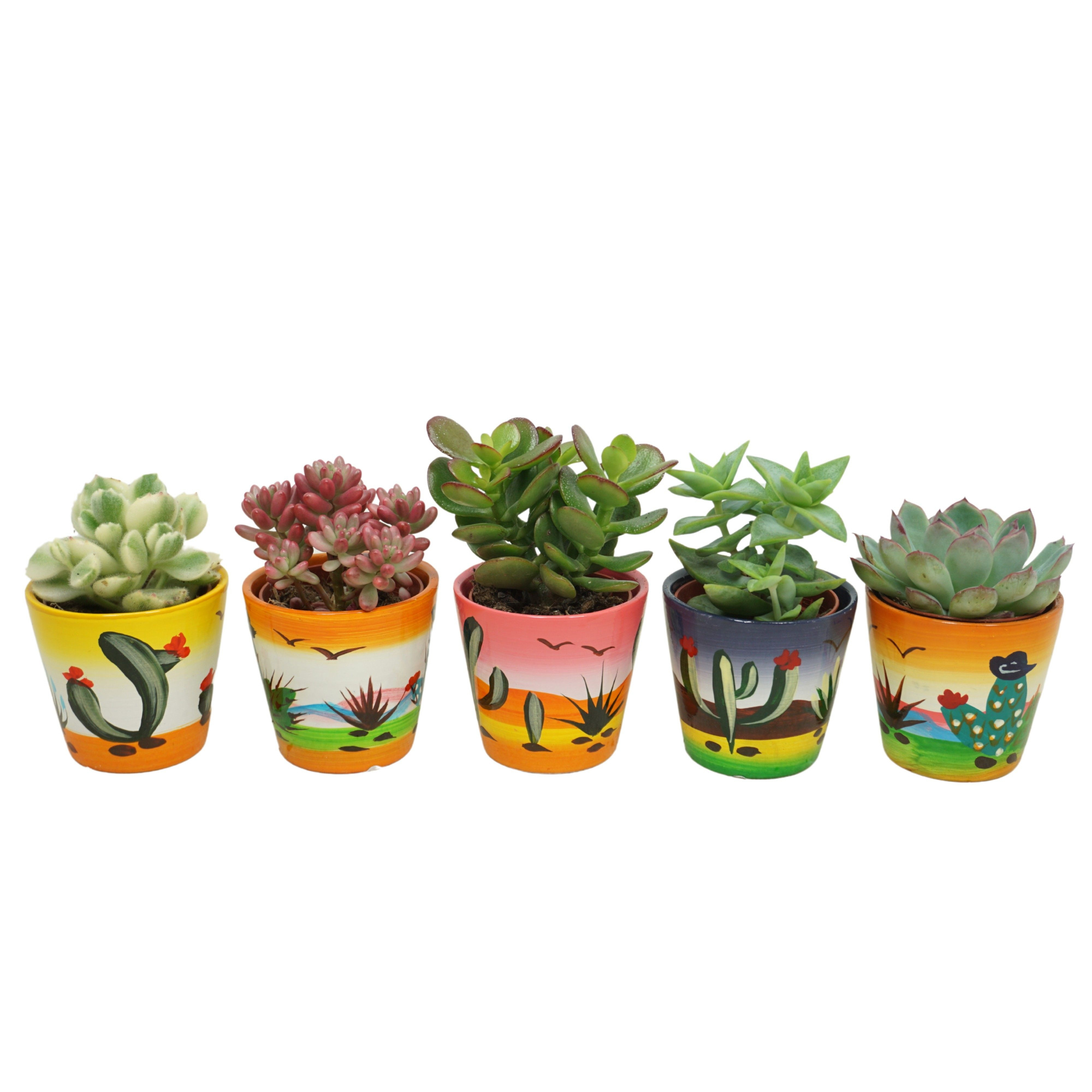 Succulent mix in 6 cm 'Decorpotje', D 5,5