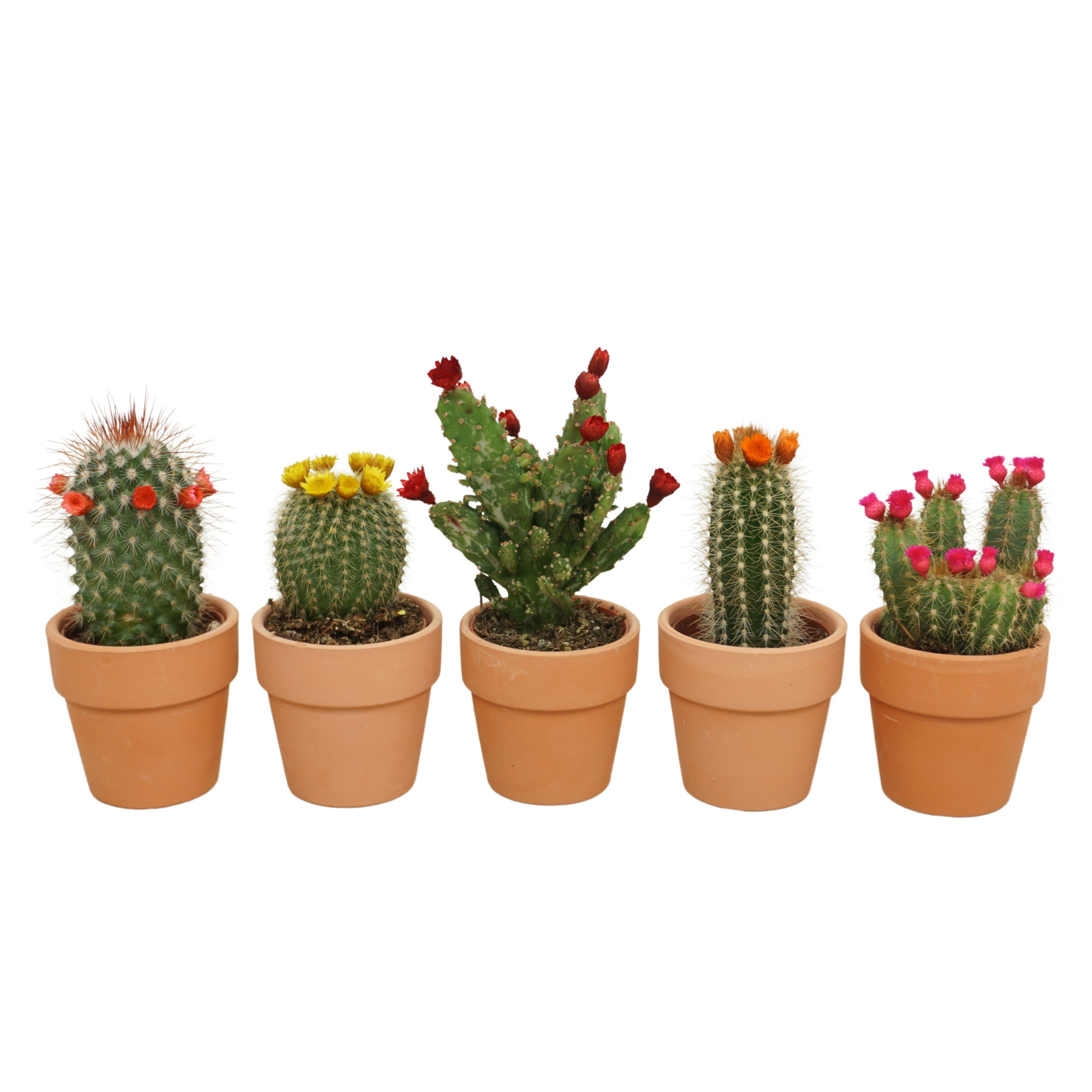Cactus mix strobloem in 6 cm 'Terracotta Kraagpotje', D 5,5