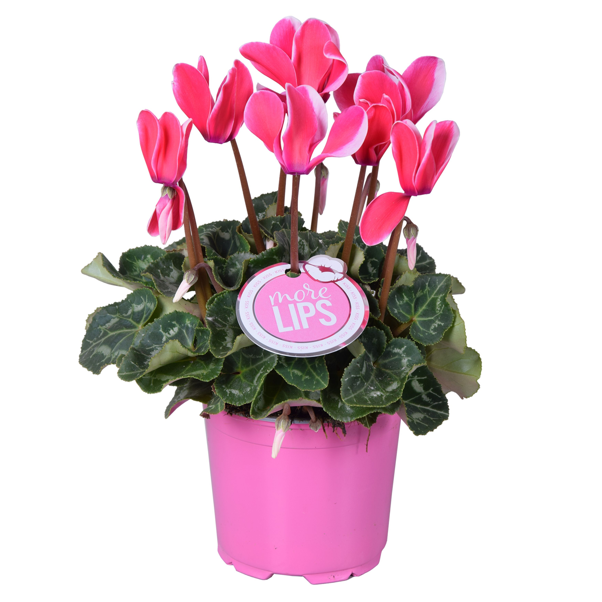 MoreLIPS® Cyclamen Fuji pink, D 12