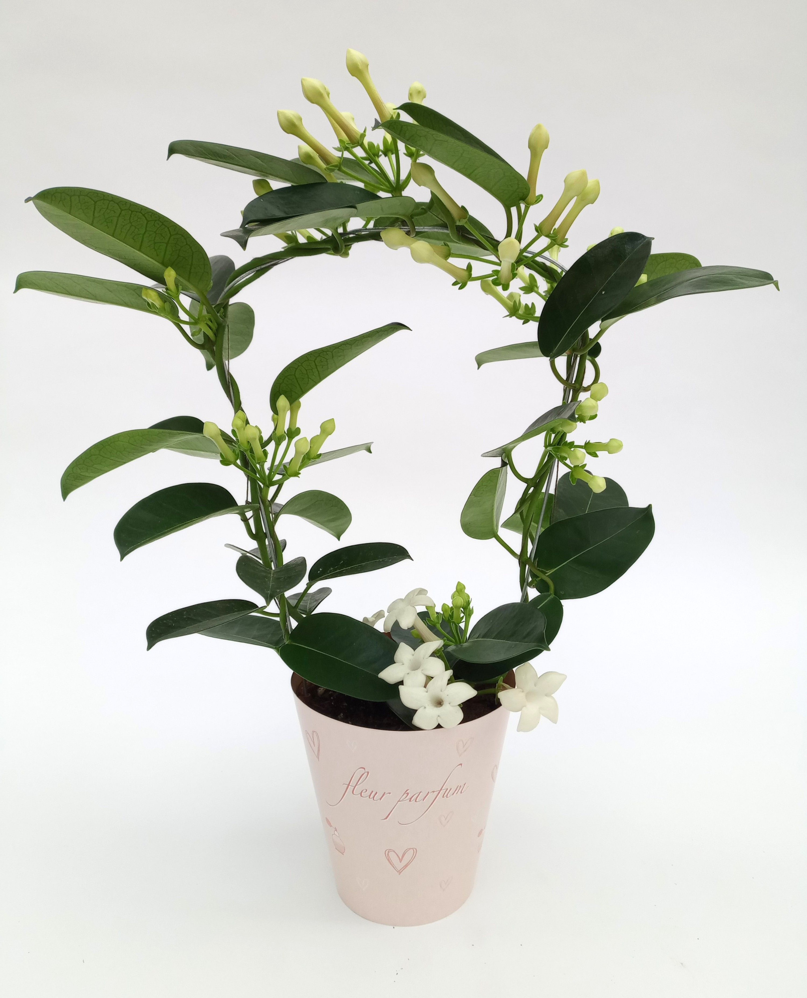 Koker Lovely 6-9 tros geurend, D 12