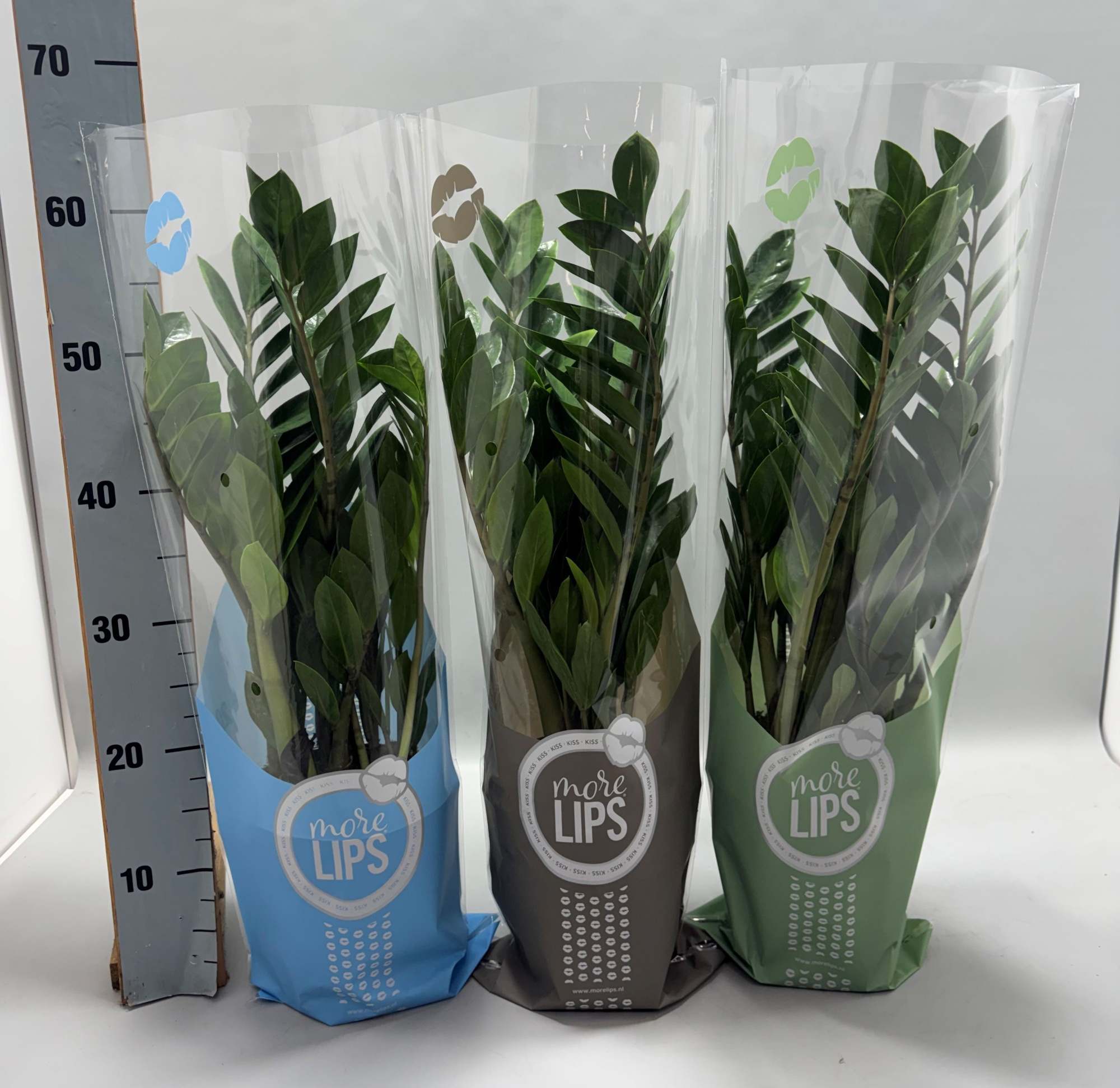 Zamioculcas P17 60cm 8+ veren in MoreLIPS® hoes, D 17