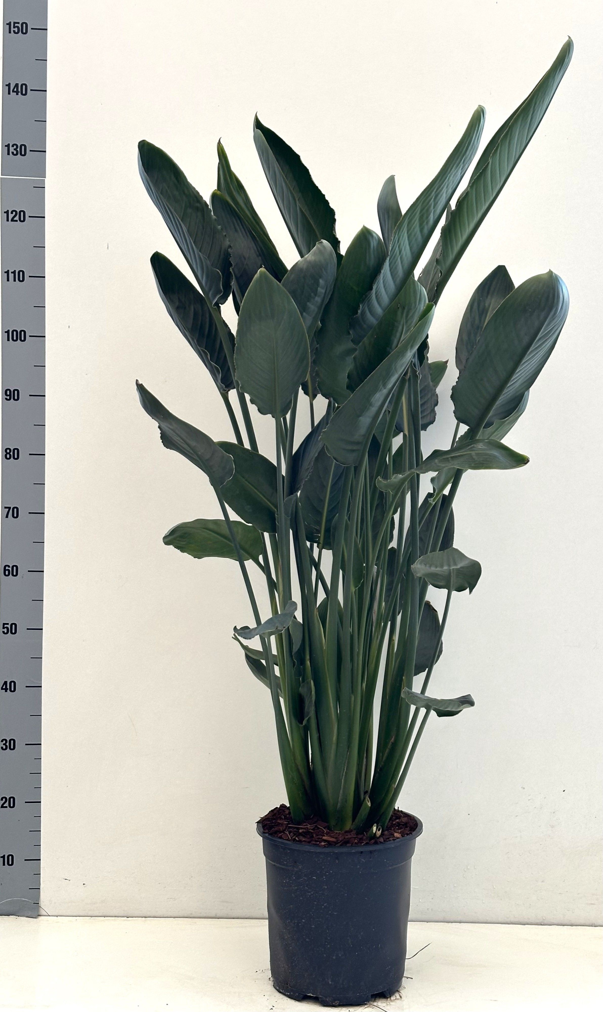 Strelitzia reginae 27cm pot 4ppp, D 27