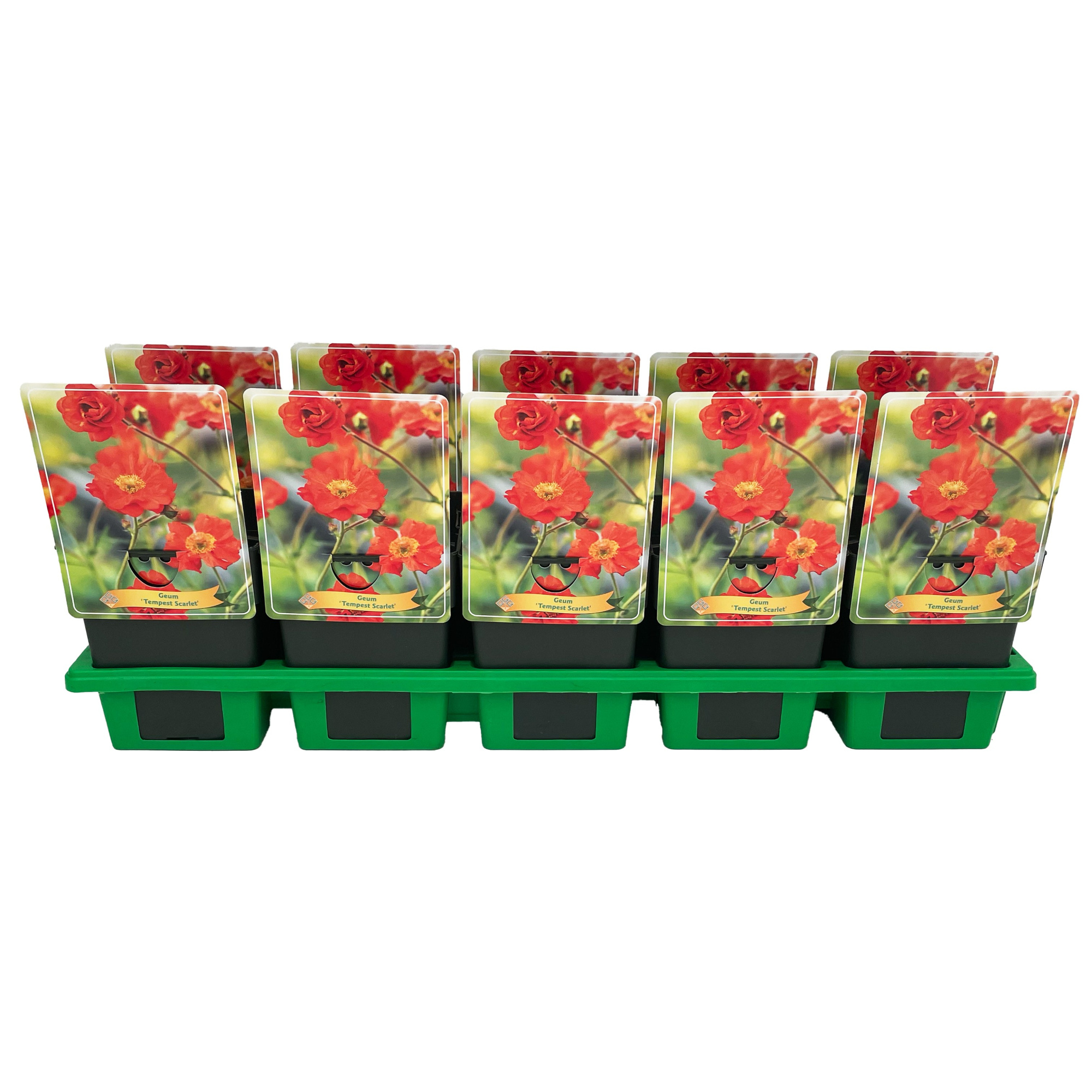 Geum 'Tempest Scarlet' P11, D 11