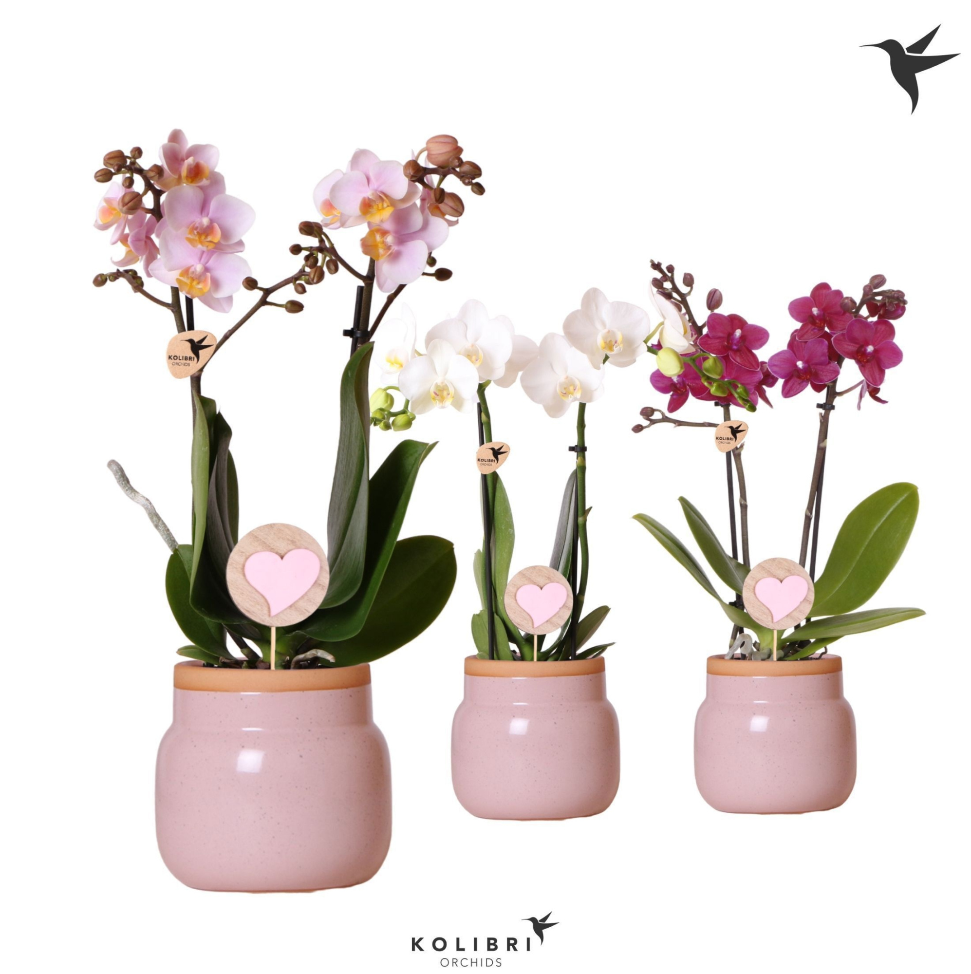 Kolibri Orchids Phalaenopsis mix 2 spike in Vintage Bowl pink, D 9