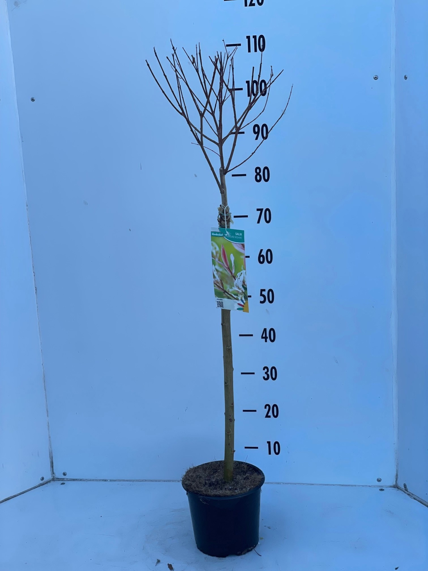 Salix Hakuro Nishiki, D 19