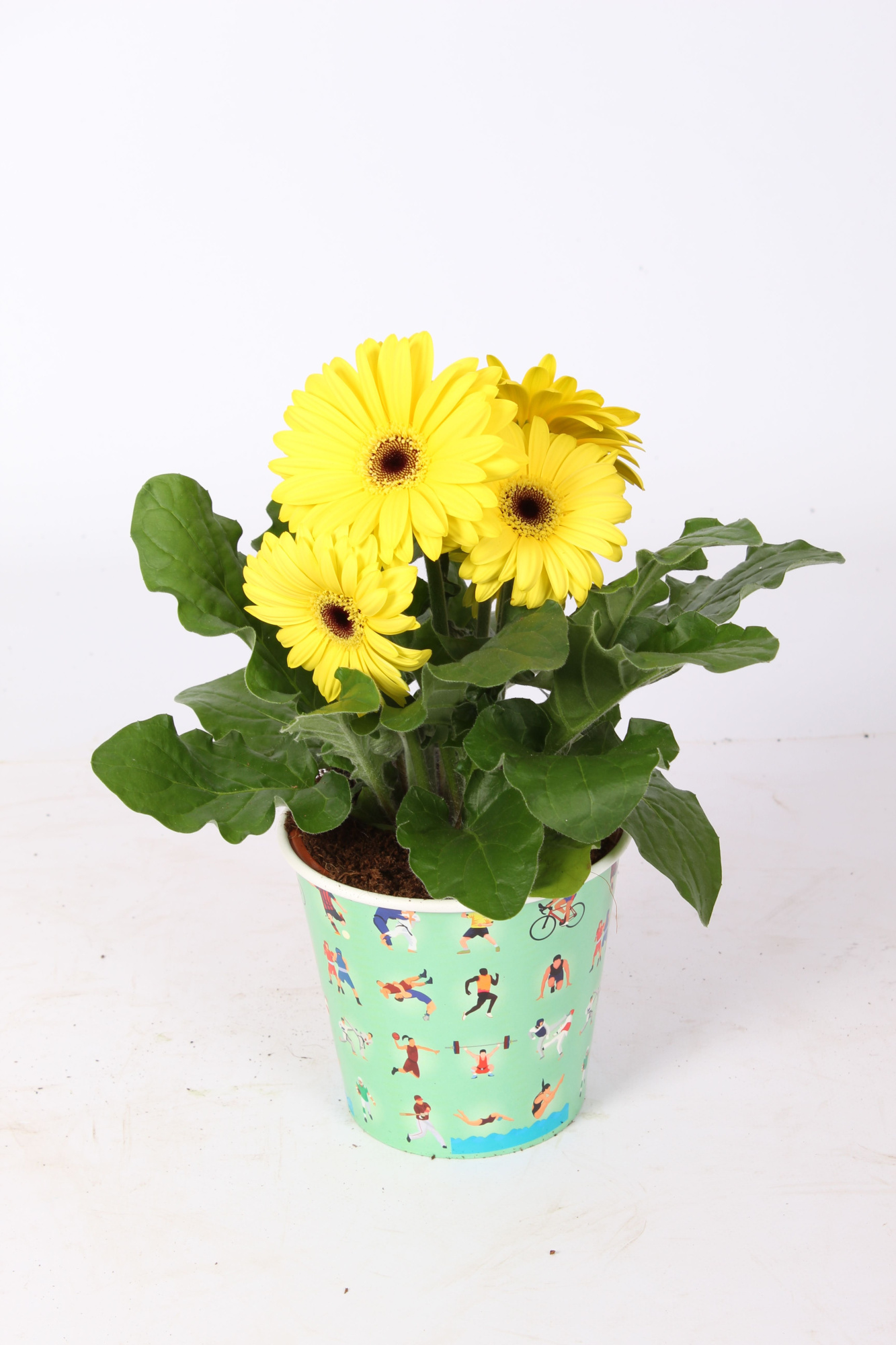 Gerbera gemengd 2+ Bl in sport beker, D 12