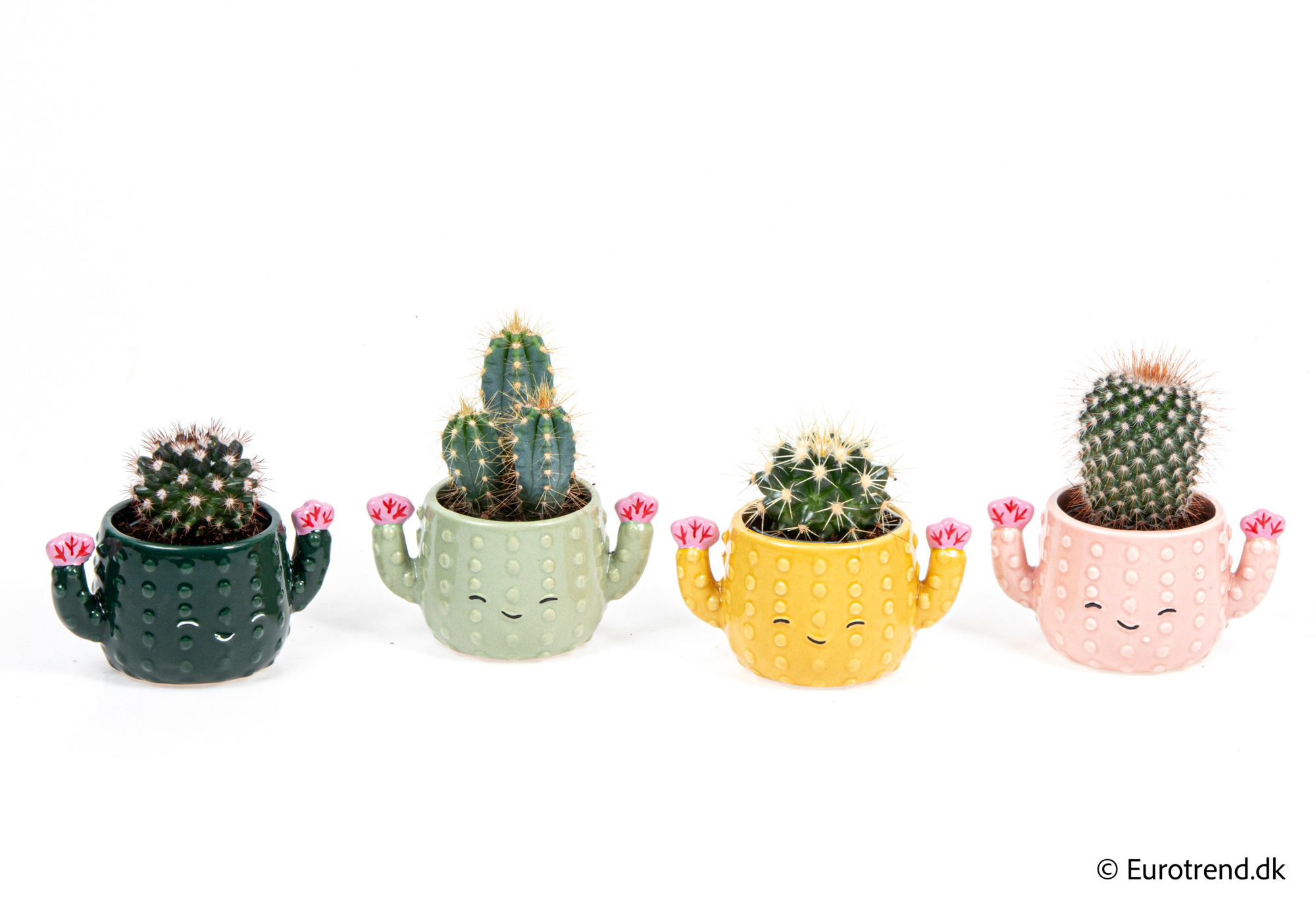 Cactus mix in New Look ceramic 2026, D 6