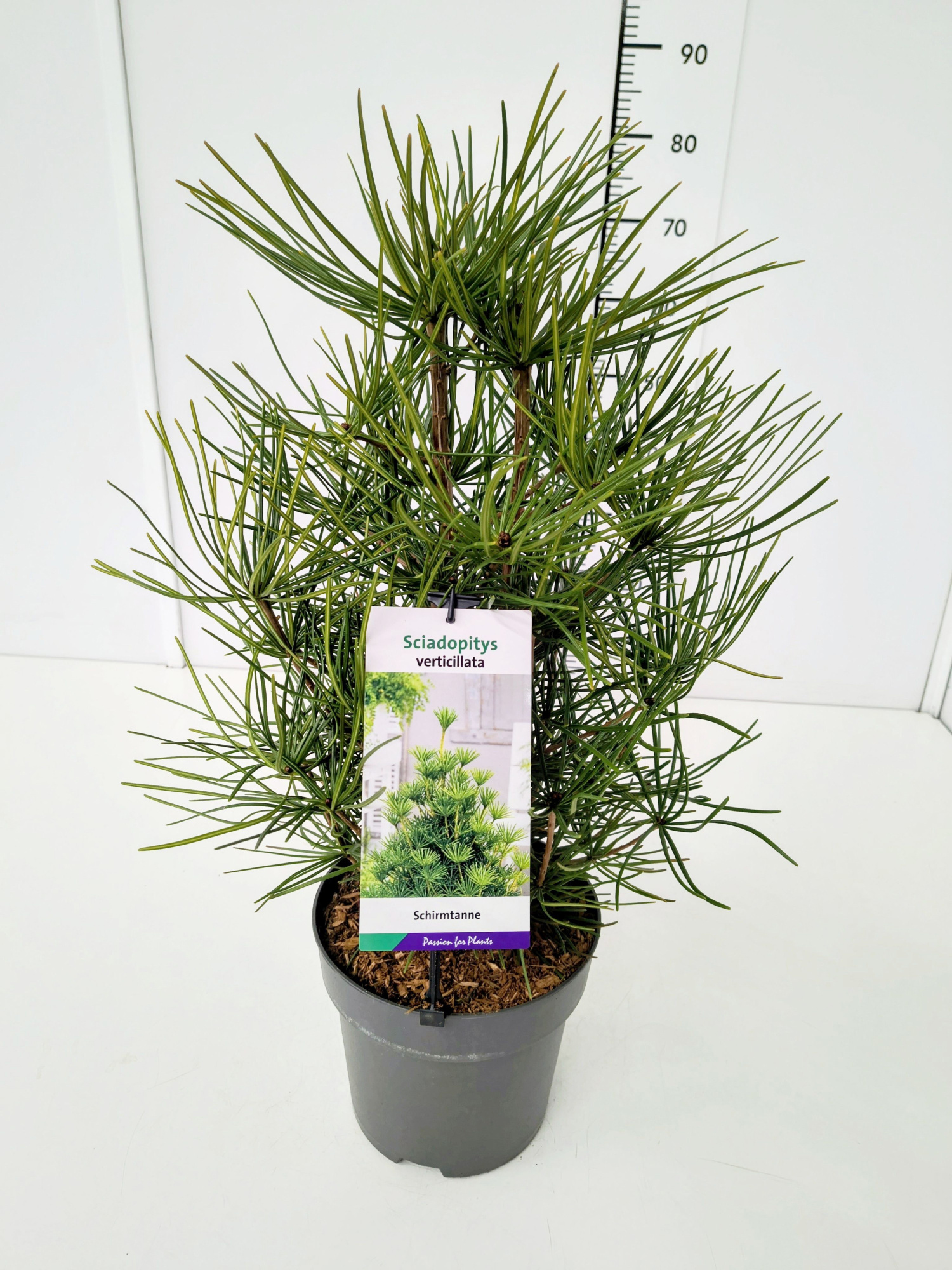 Sciadopitys verticillata 40-50C5, D 23