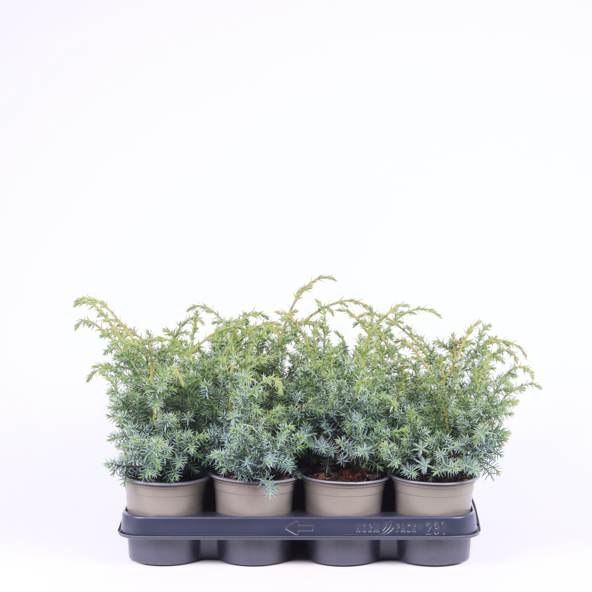 Juniperus chinensis 'Blue Alps', D 11