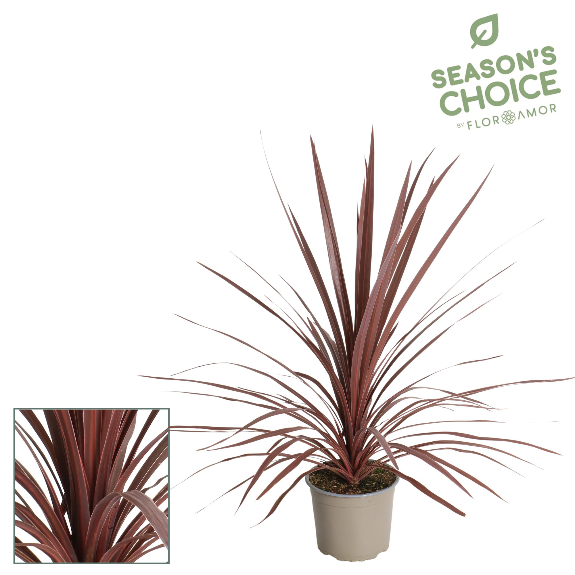 Cordyline 'Red Star' 65 - 75 cm, D 17