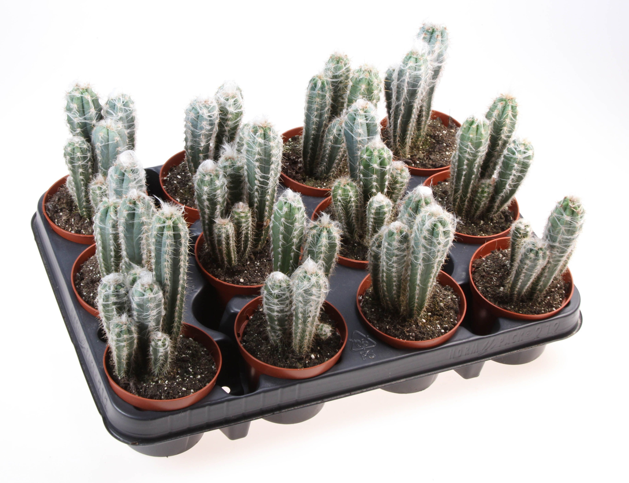 Pilosocereus pachycladus glaucescens, D 8,5