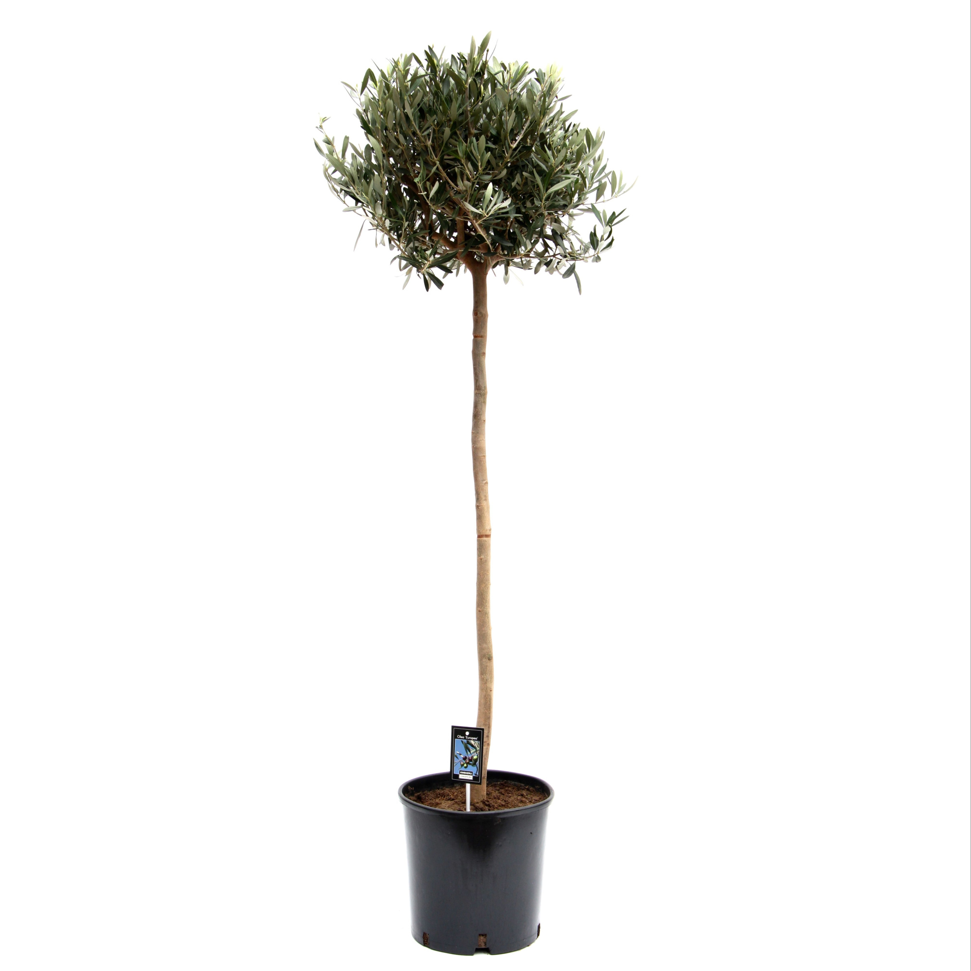 Olea Olijf op stam, D 28