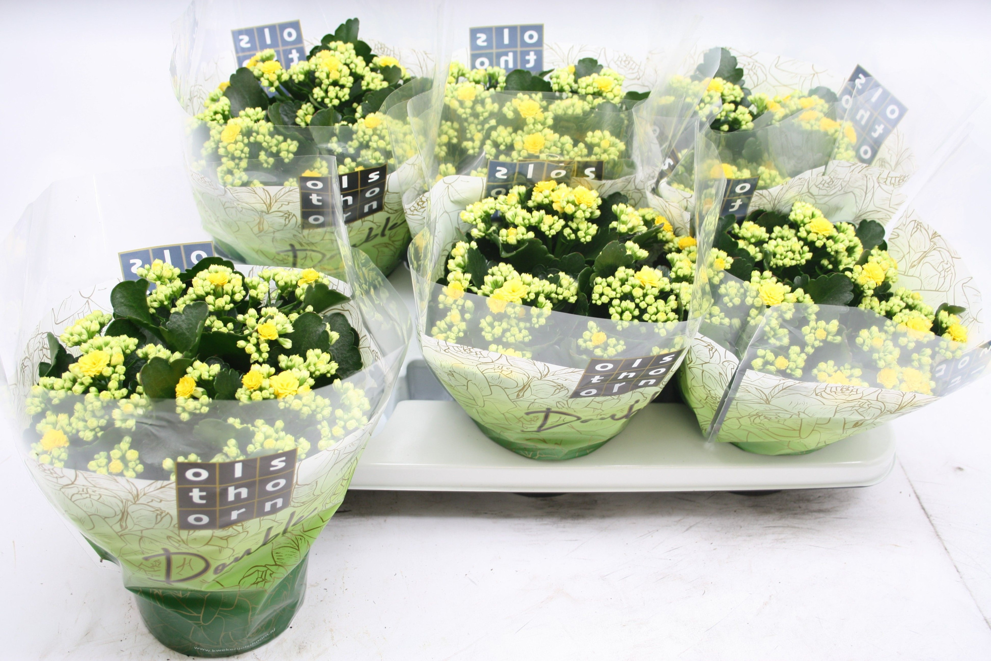 Gevuld 15 cm GEEL, D 15