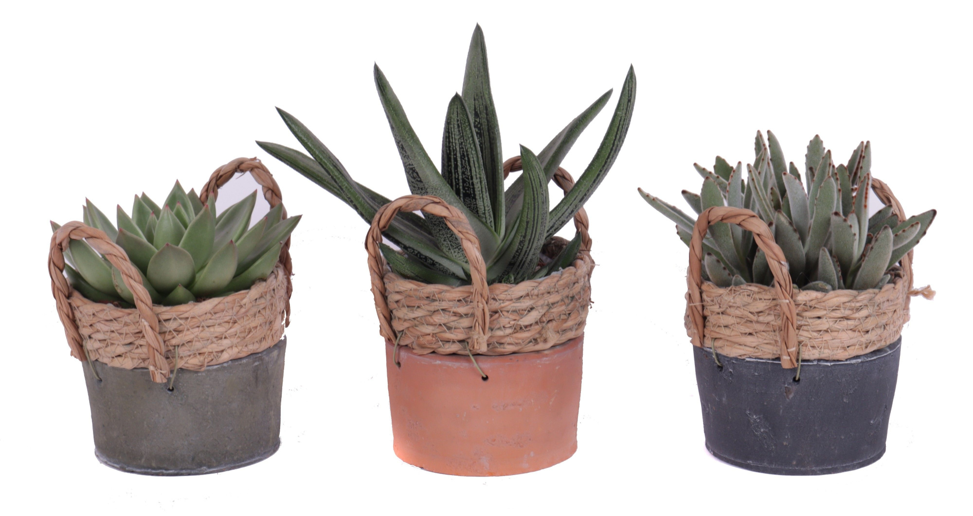 Succulenten mix 10,5 cm in kiribati pot, D 13