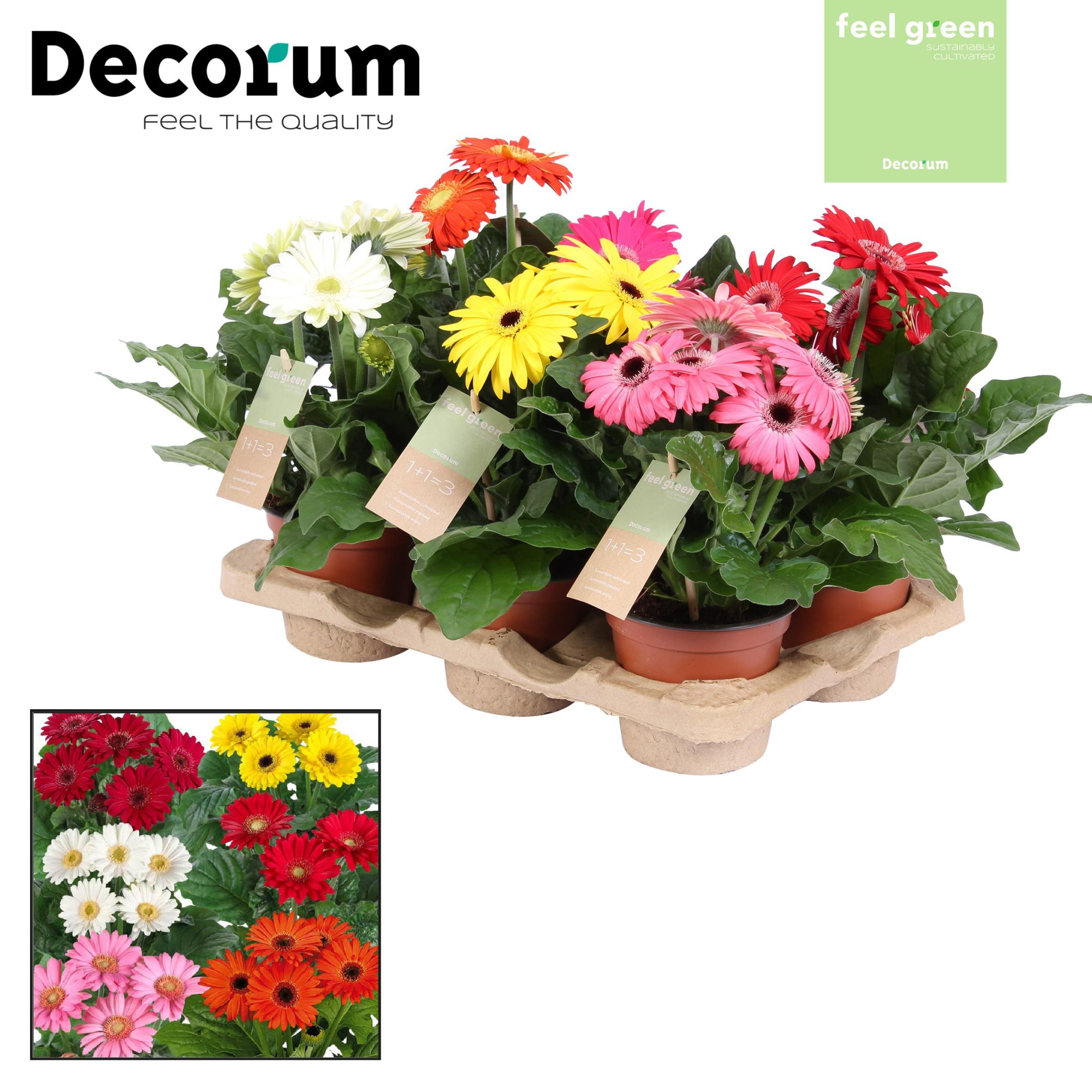 Gerbera 2+ bl. Feel Green, nature Decorum, D 12
