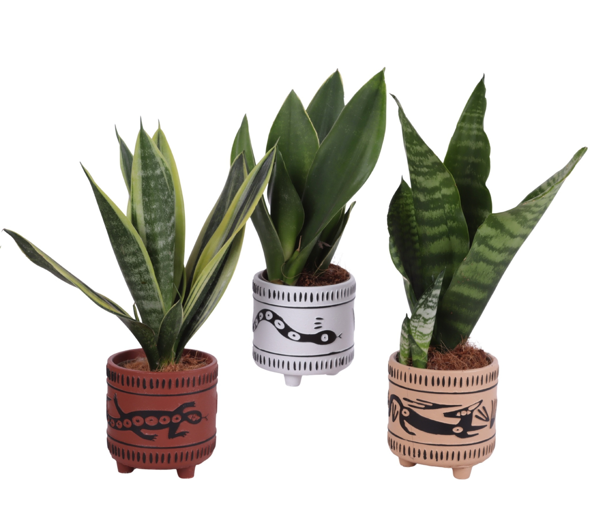Sansevieria mix Ø09cm in Ø10cm Ceramic EV664, D 10