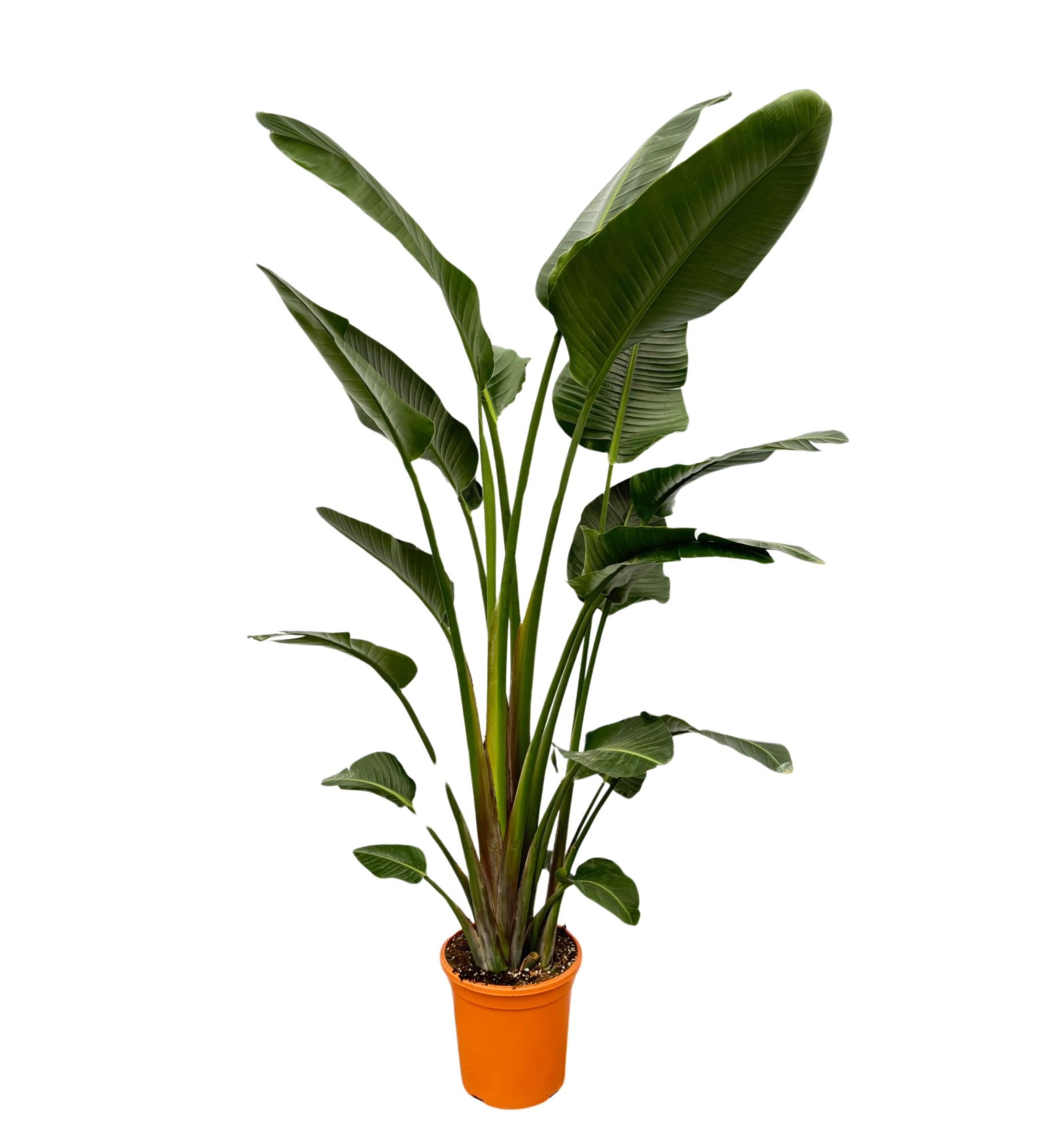 Strelitzia Nicolai, D 32