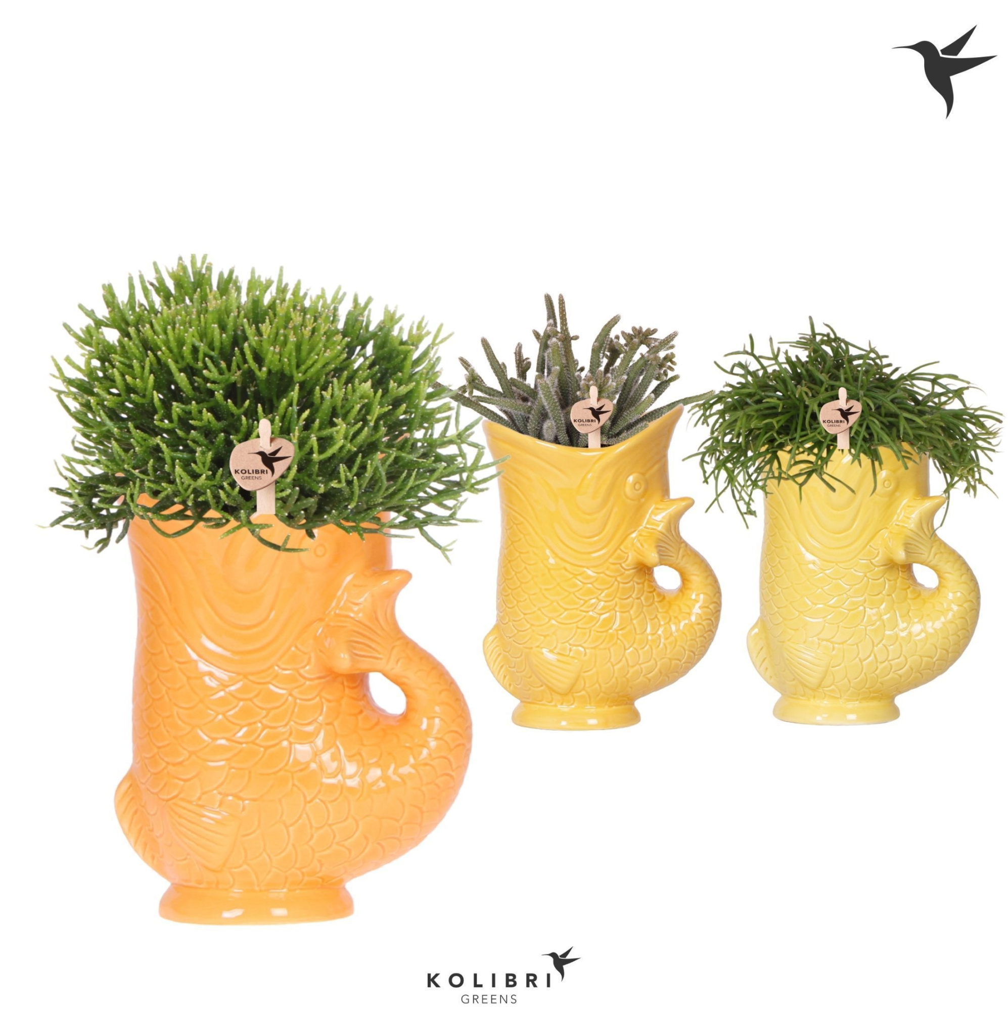 Kolibri Greens Rhipsalis mix in Fish pot yellow mix, D 9
