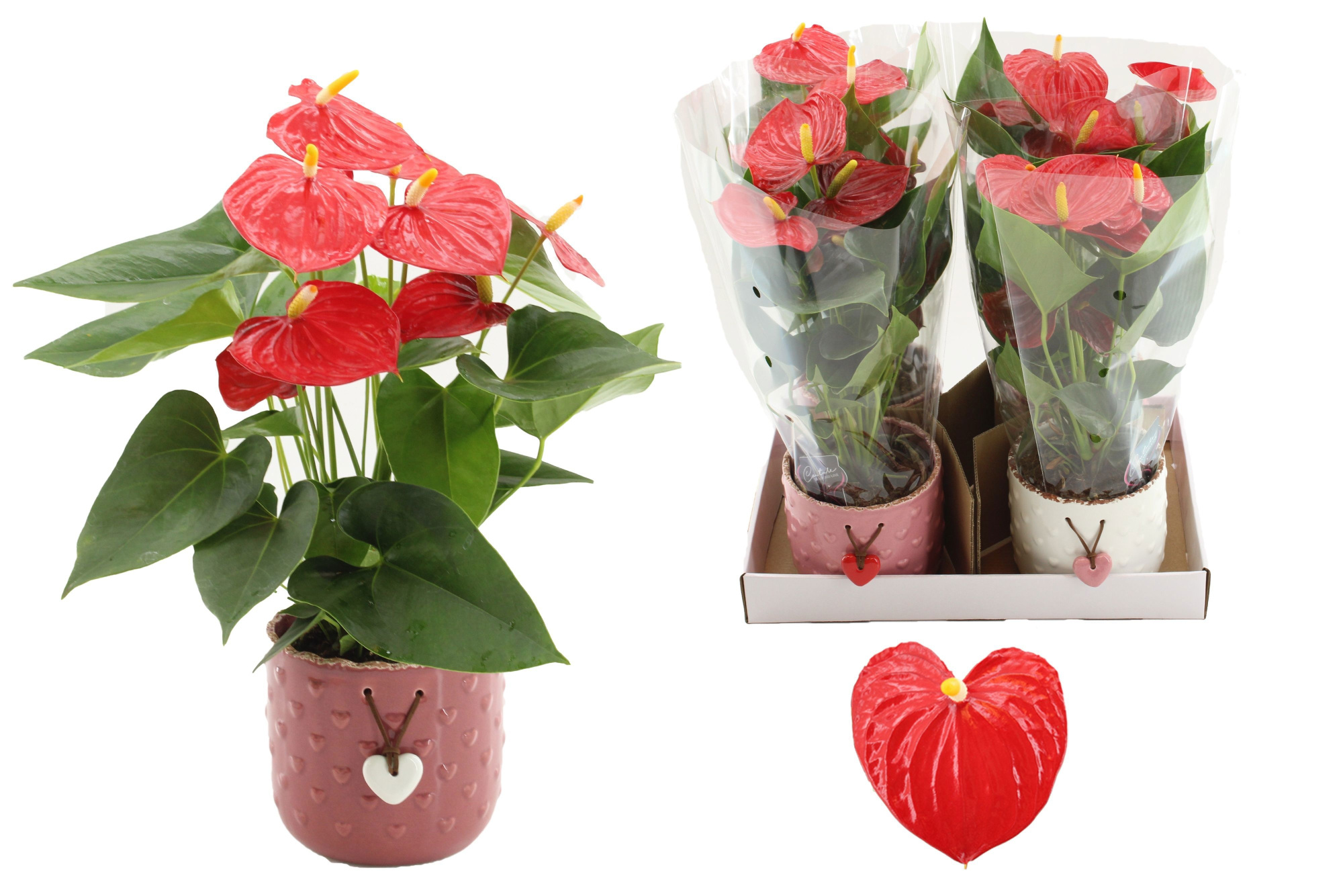 Anthurium 12 cm Esudo in Jolie ceramics, D 12