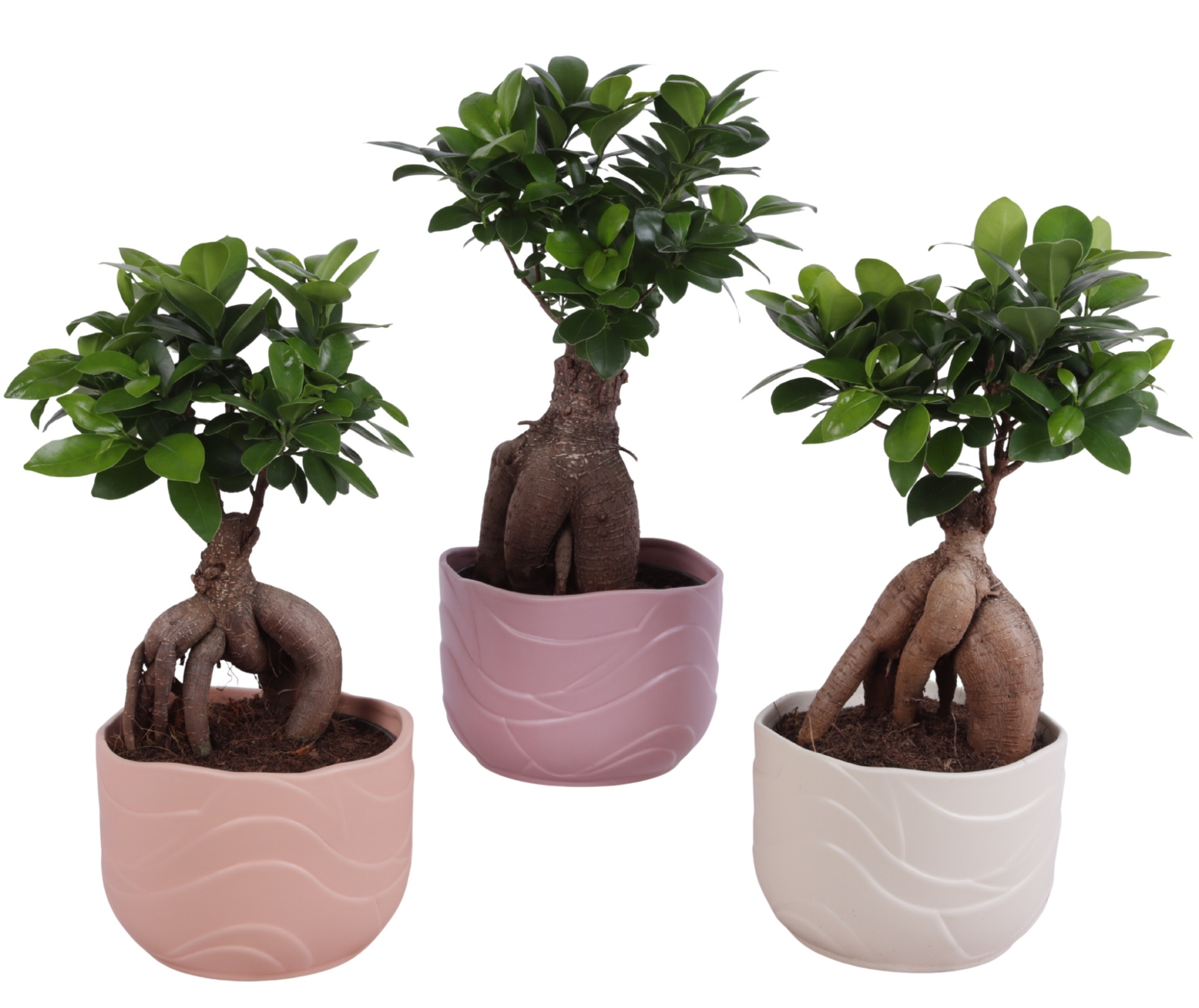 Ficus m. Ginseng Ball Shape Ø15cm in Ø17cm Ceramic SE660, D 17