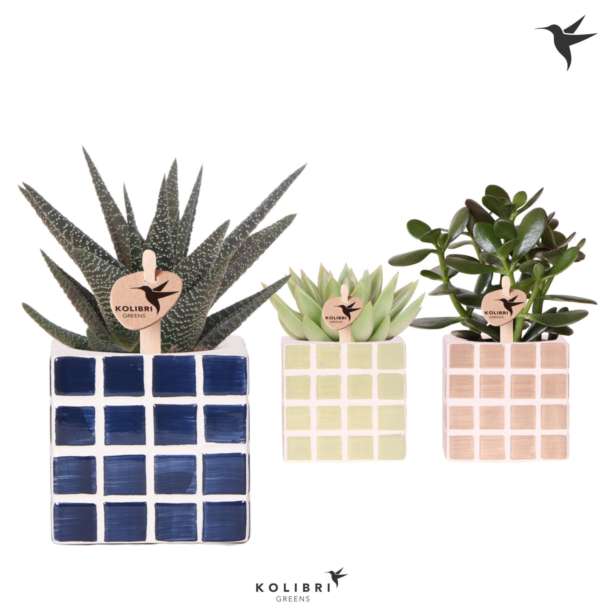 Kolibri Greens Succulenten mix in Mosa pot blue mix, D 9