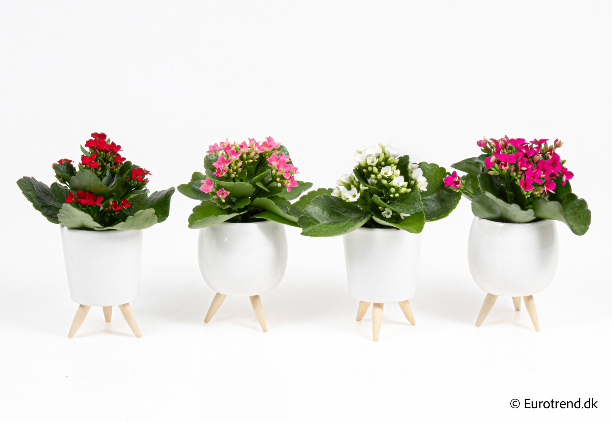 Kalanchoe in New Look ceramic 2026, D 6