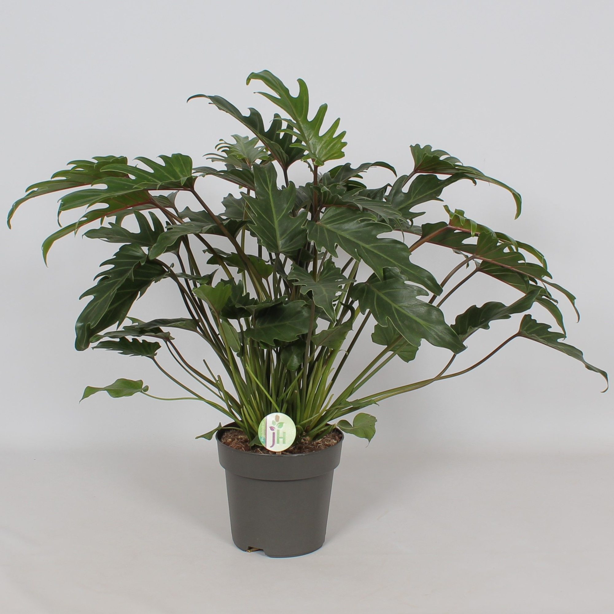 Philodendron 'Xanadu', D 21