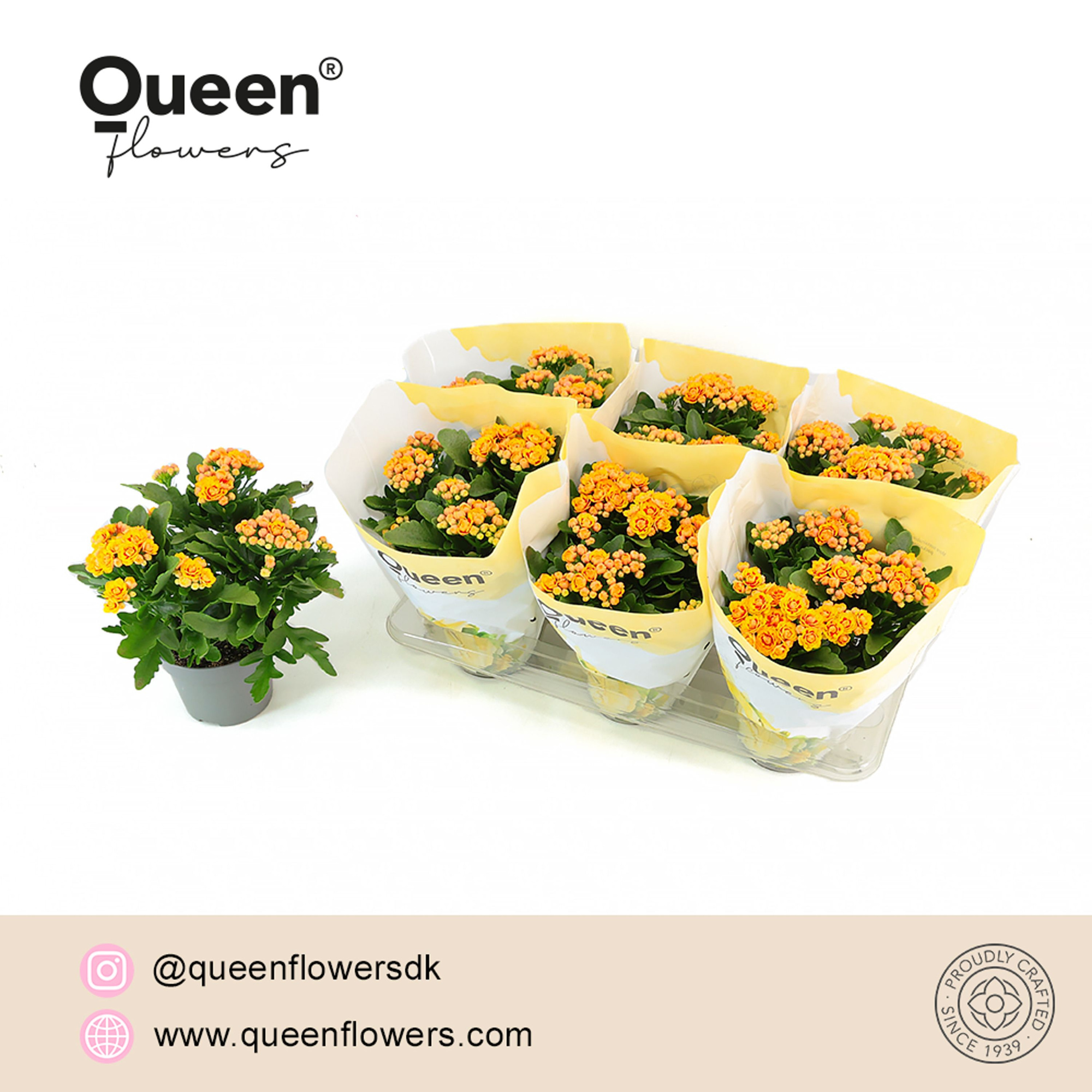 Kalanchoe Lausanne Geel/Rood P14 Queen, D 14