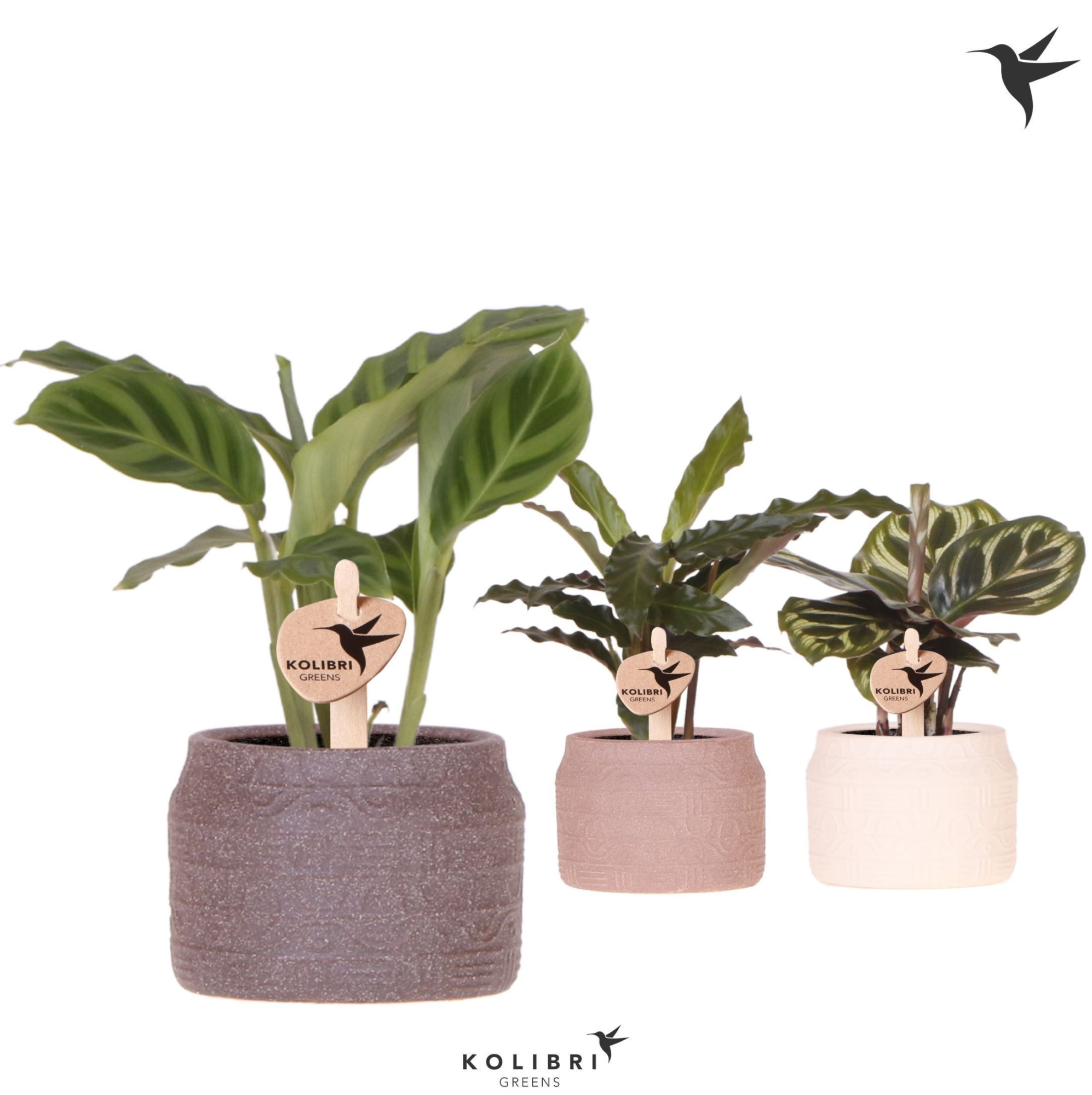Kolibri Greens Calathea mix in Hieroglyph pot mix, D 6